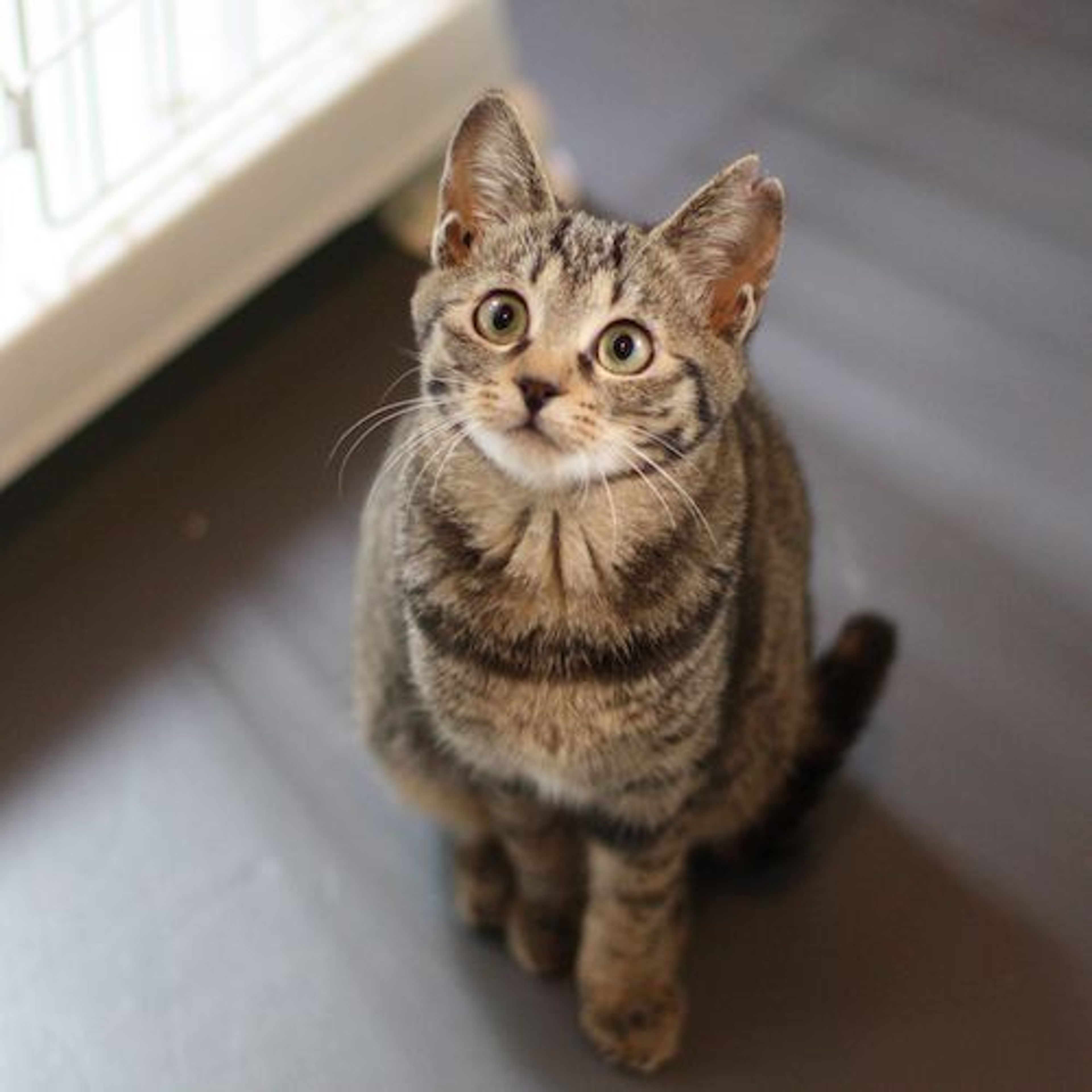 pet-image-2