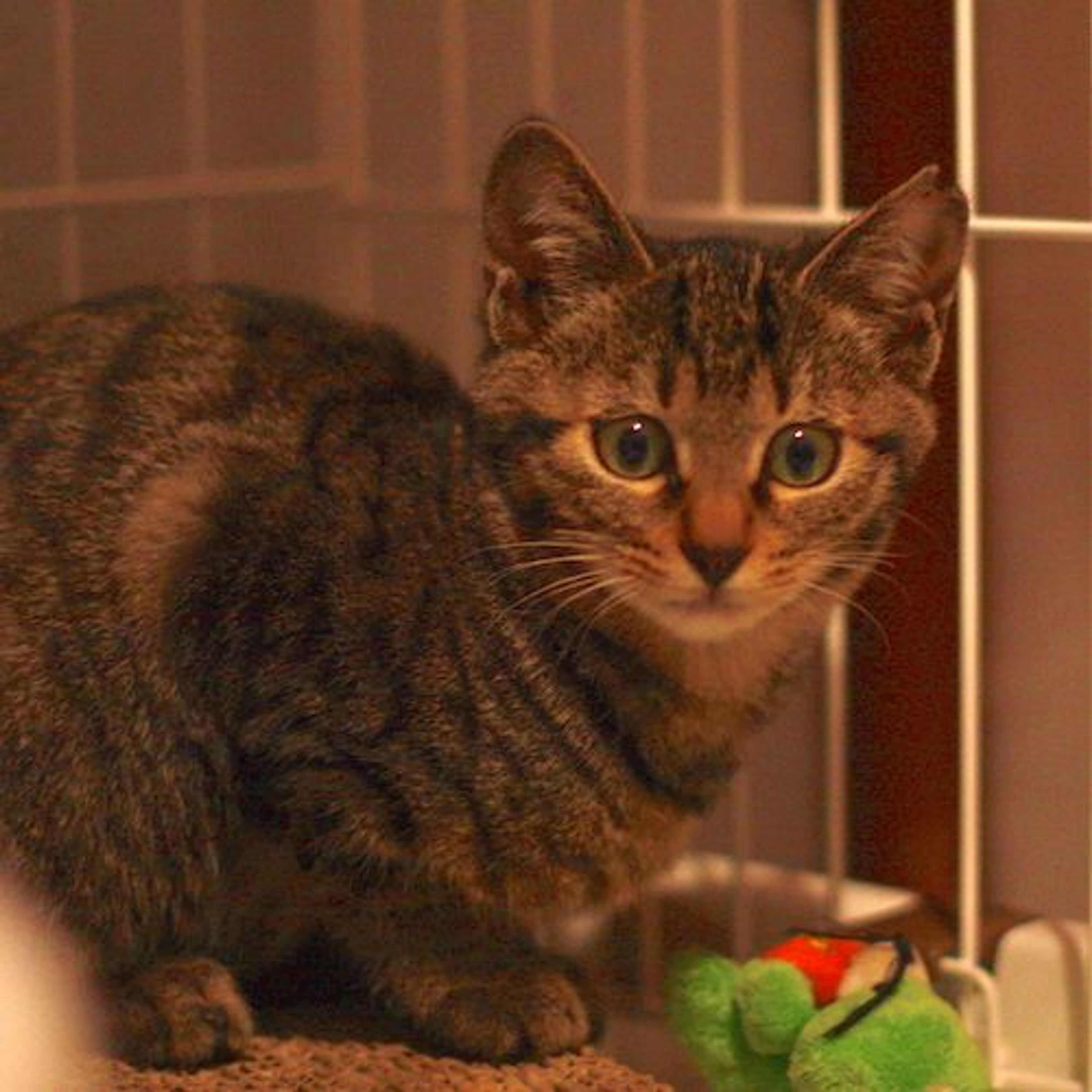 pet-image-4