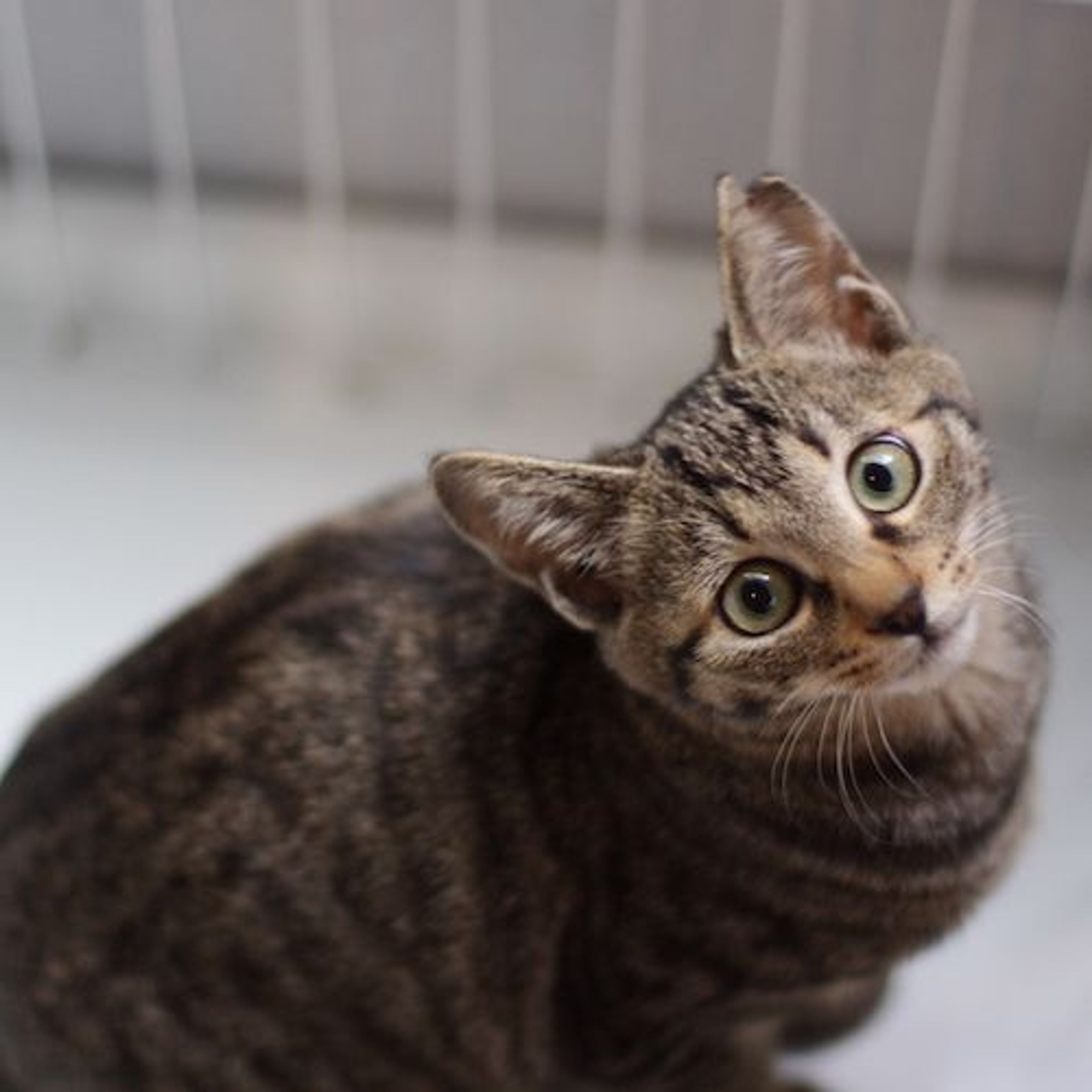 pet-image-6
