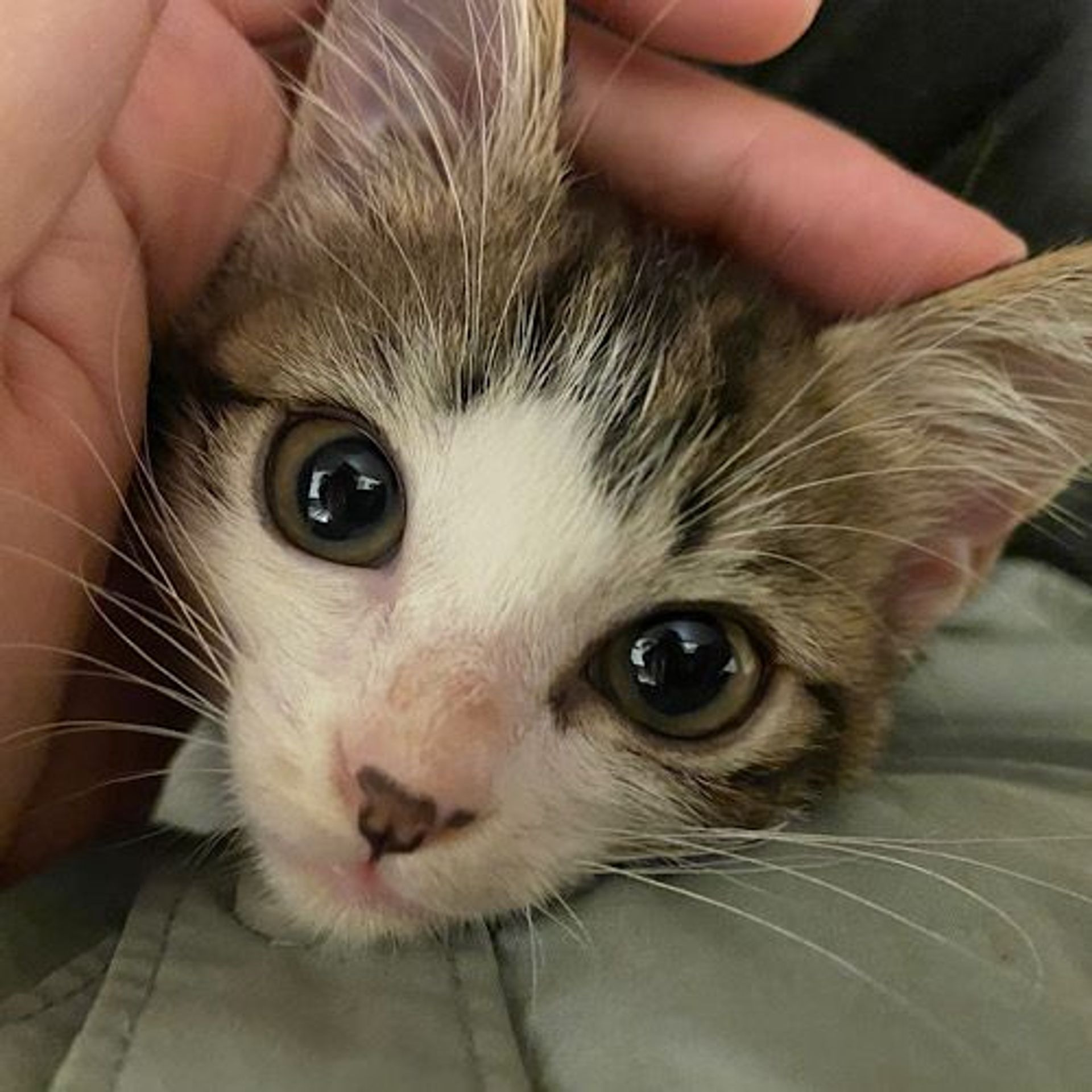 雑種（ミックス猫）・メスの里親募集の写真