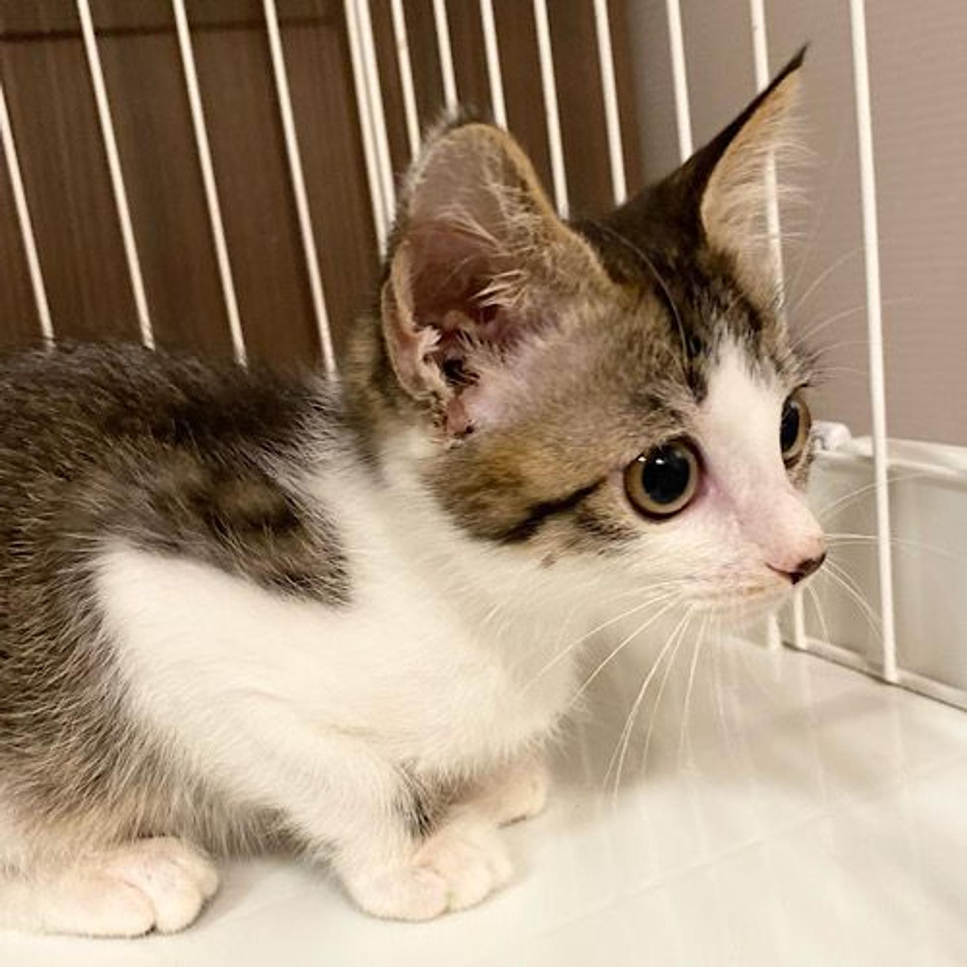 pet-image-3