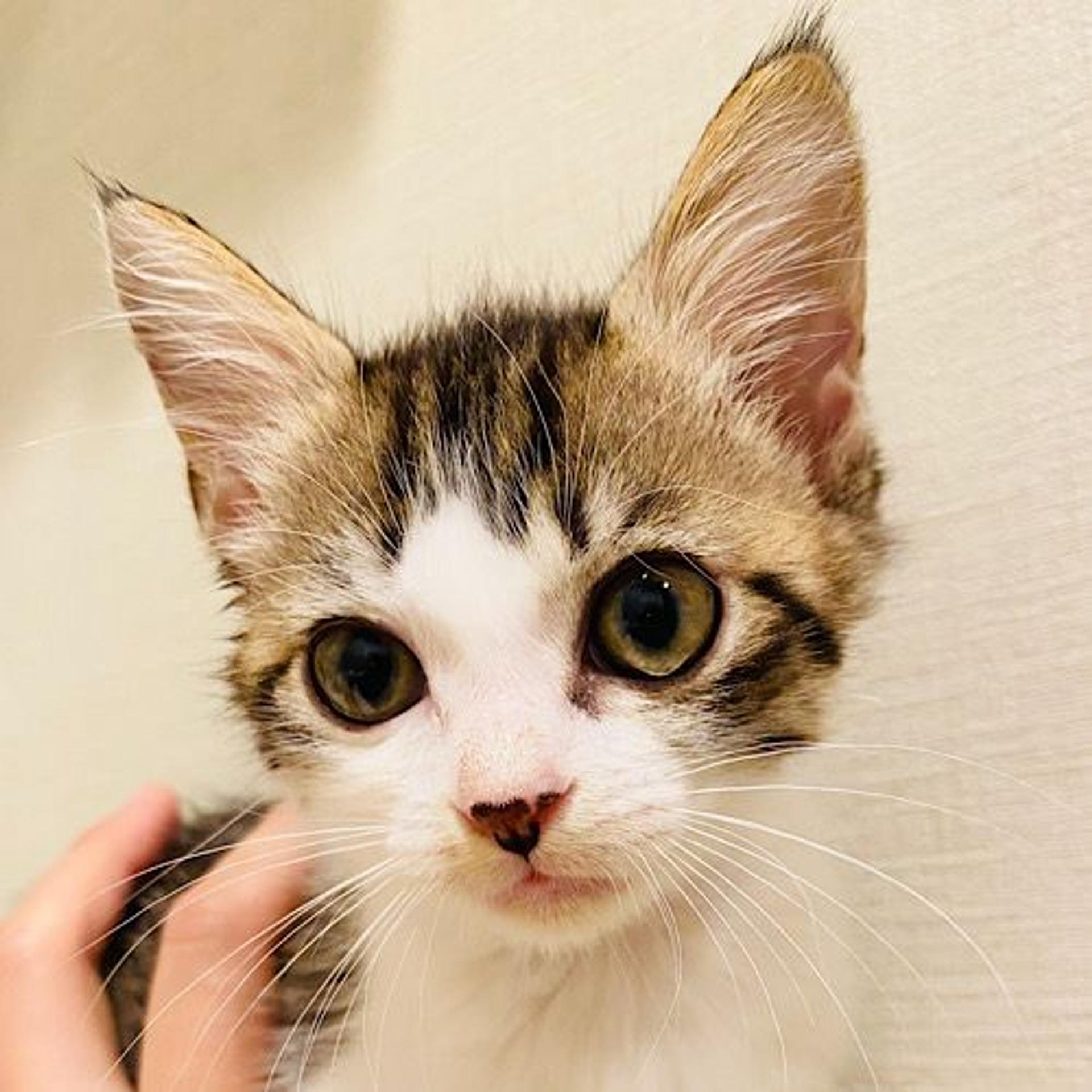 pet-image-5