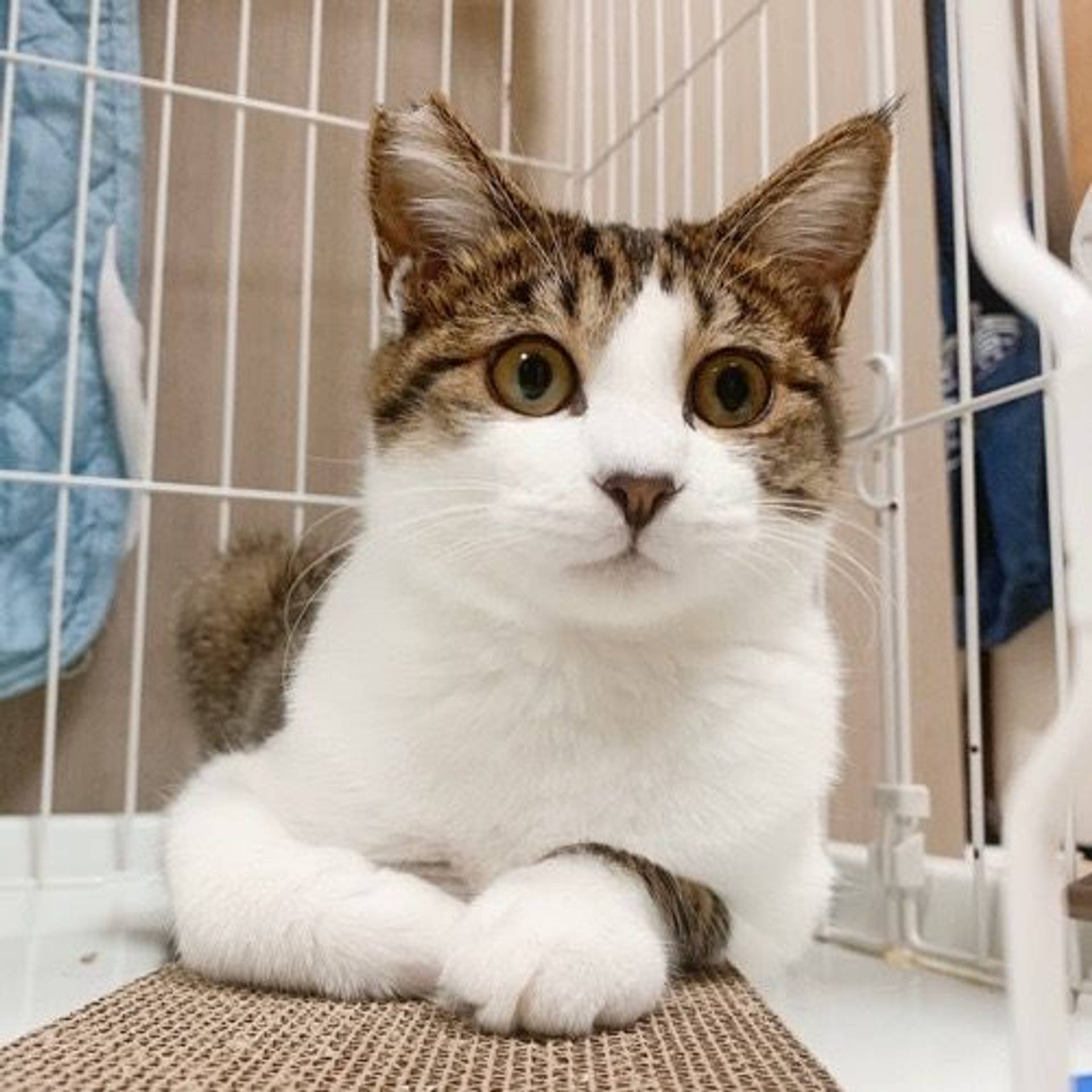 雑種（ミックス猫）・オスの里親募集の写真