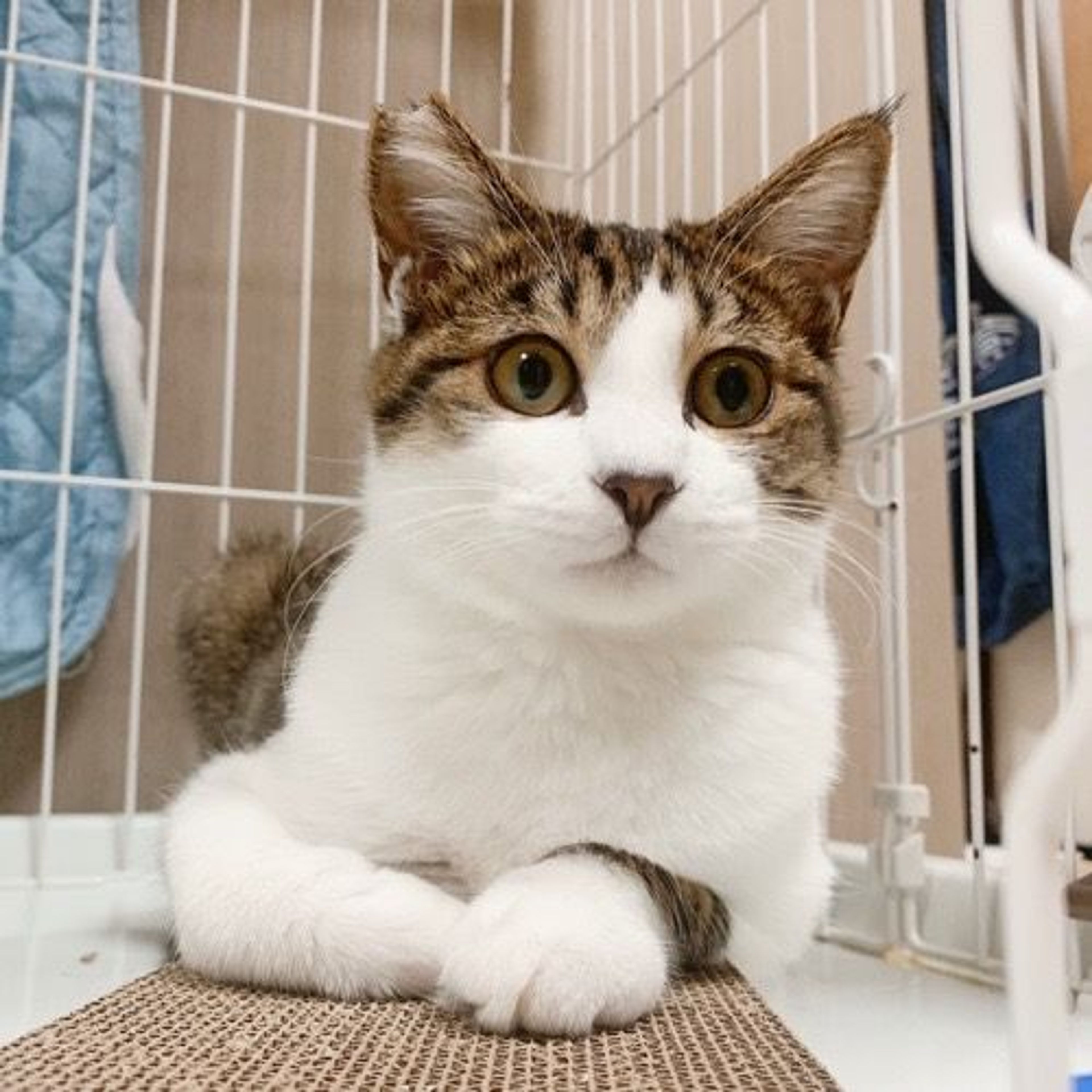 雑種（ミックス猫）・オスの里親募集の写真