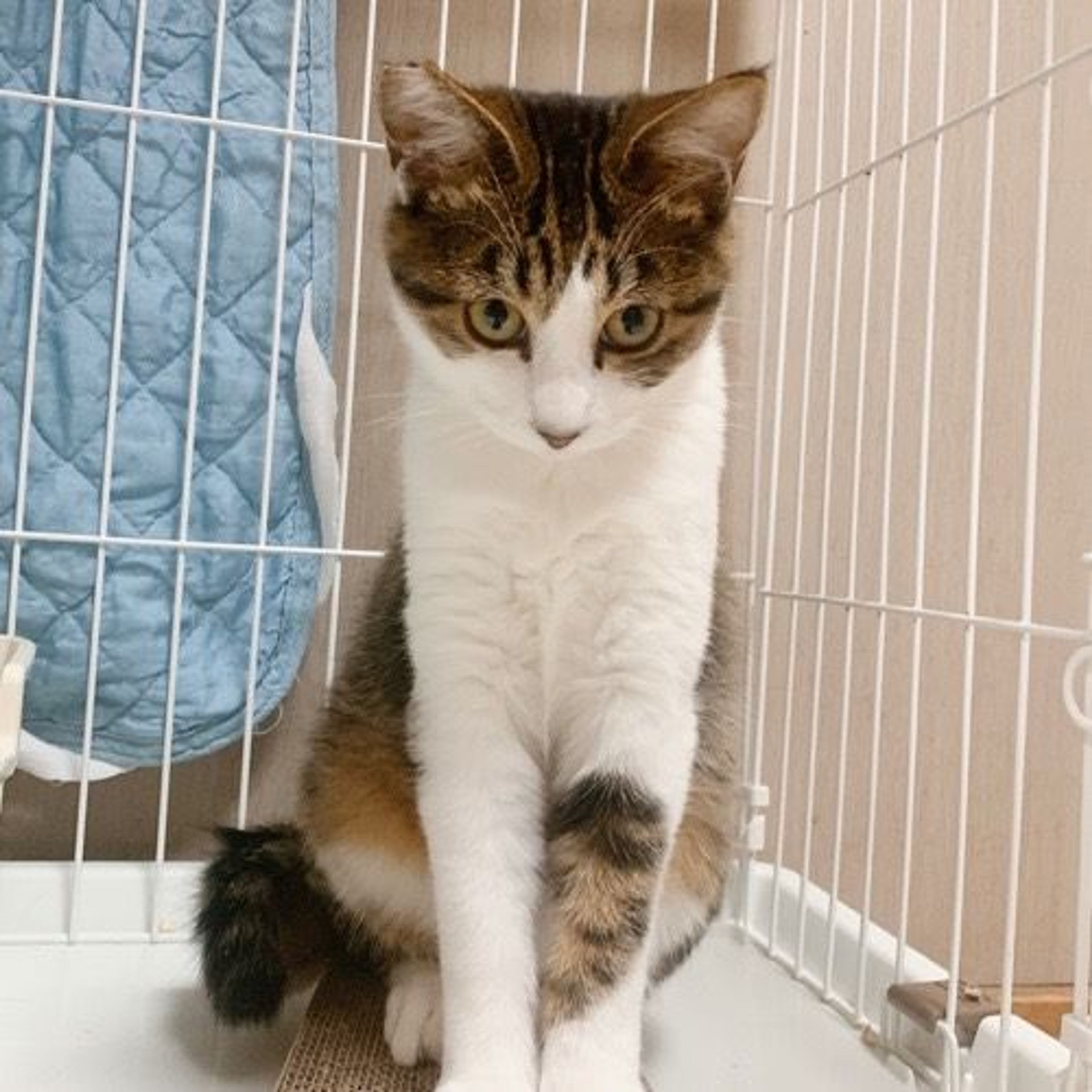 pet-image-2