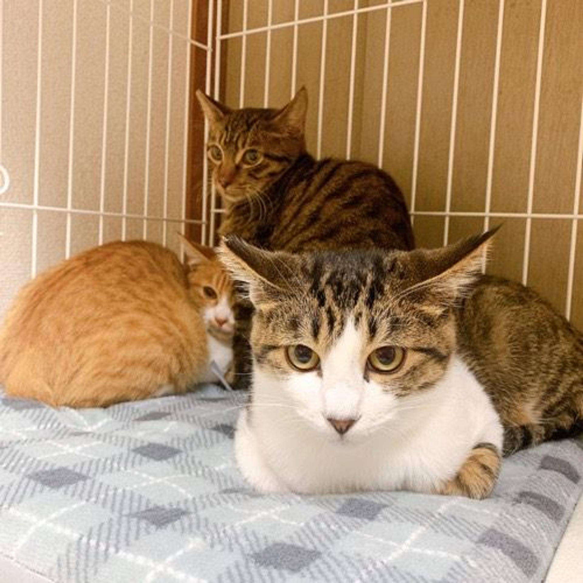 pet-image-5
