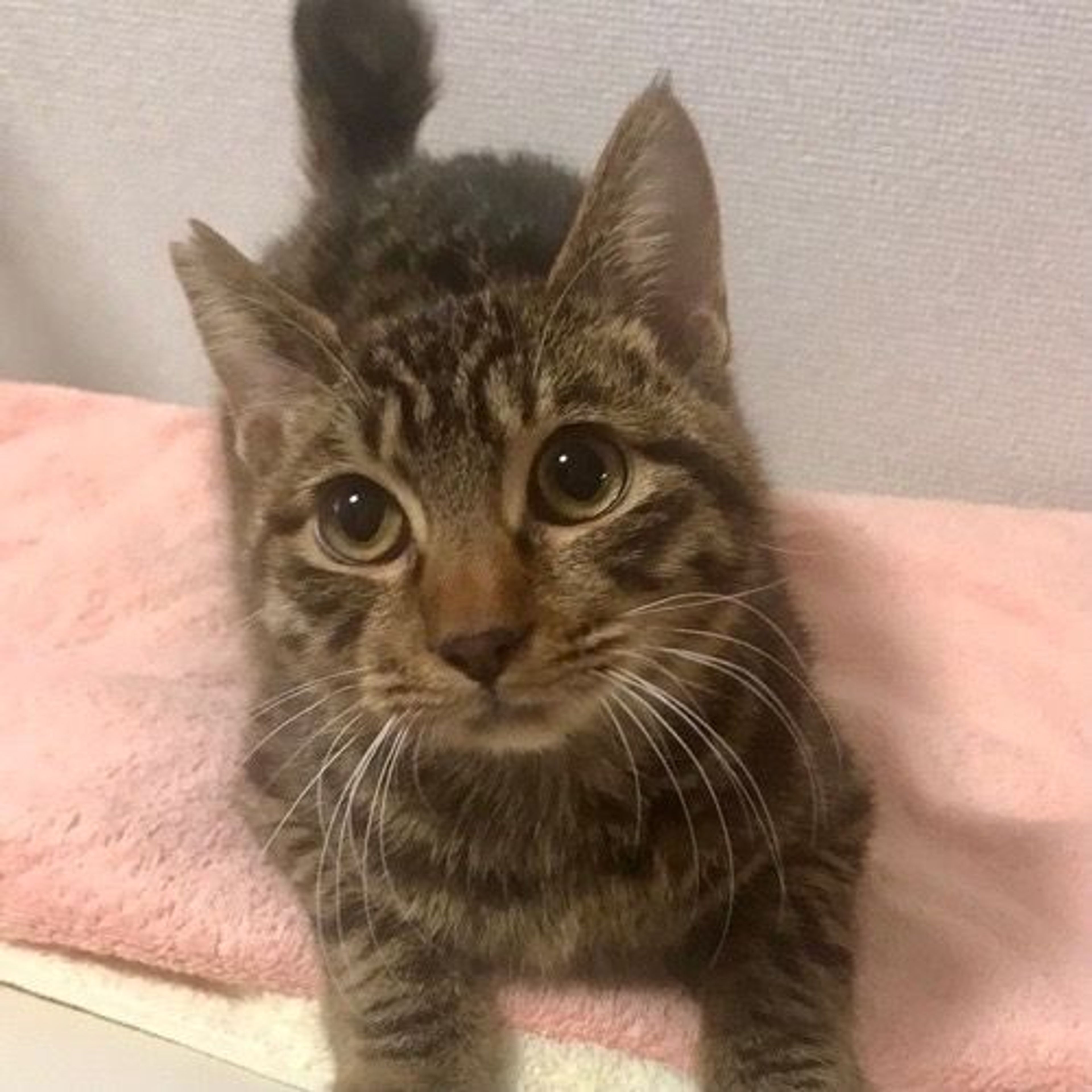 雑種（ミックス猫）・オスの里親募集の写真