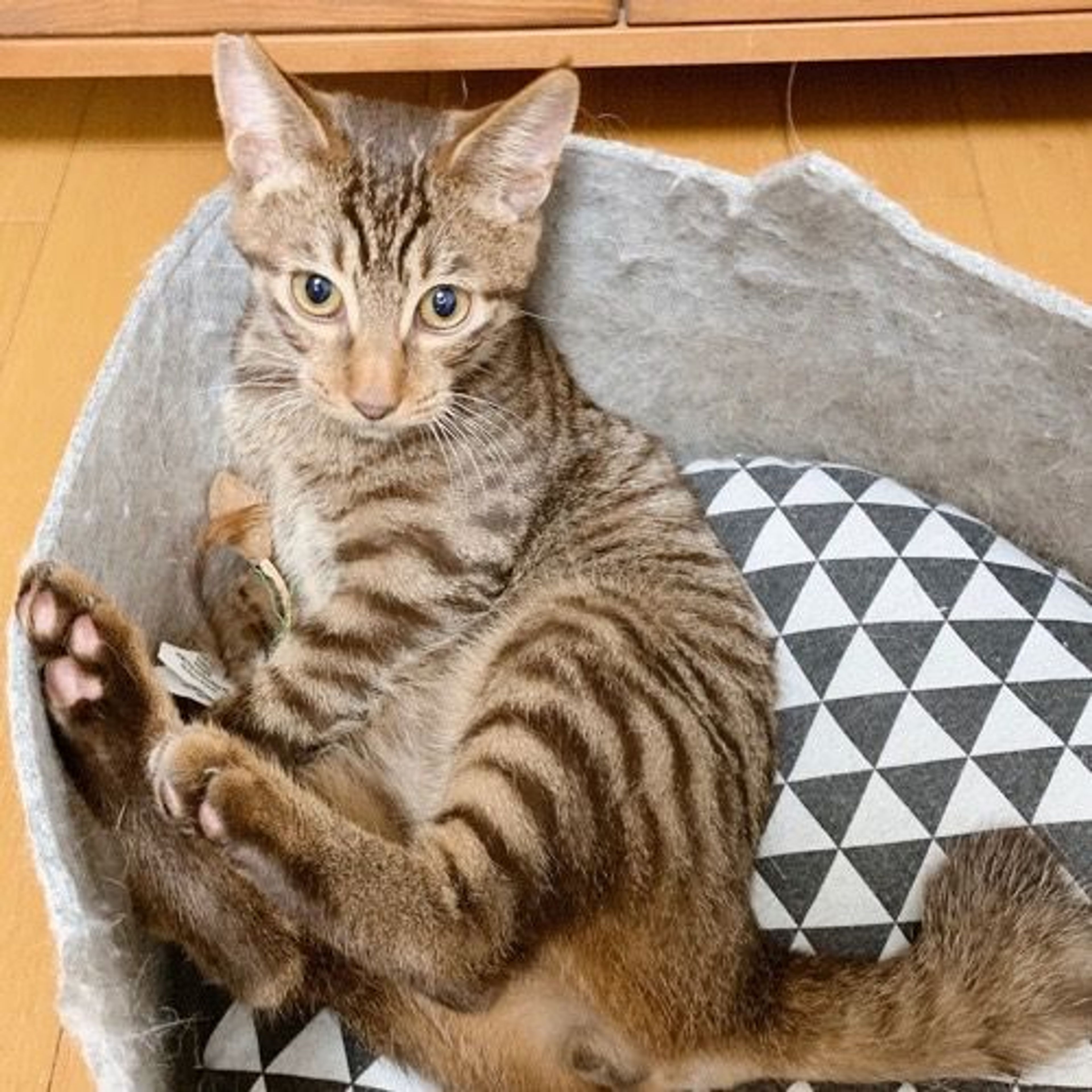 pet-image-3