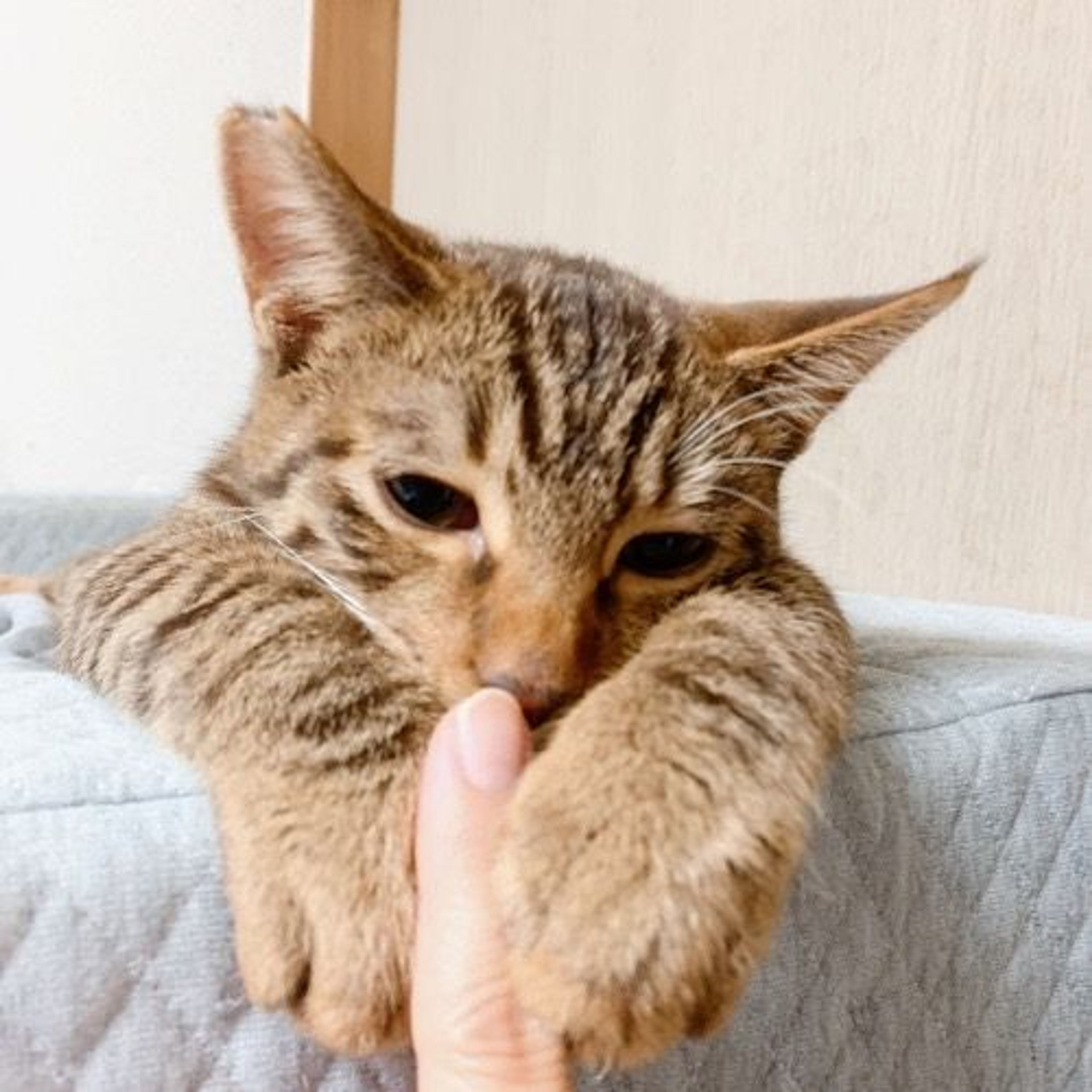 pet-image-4