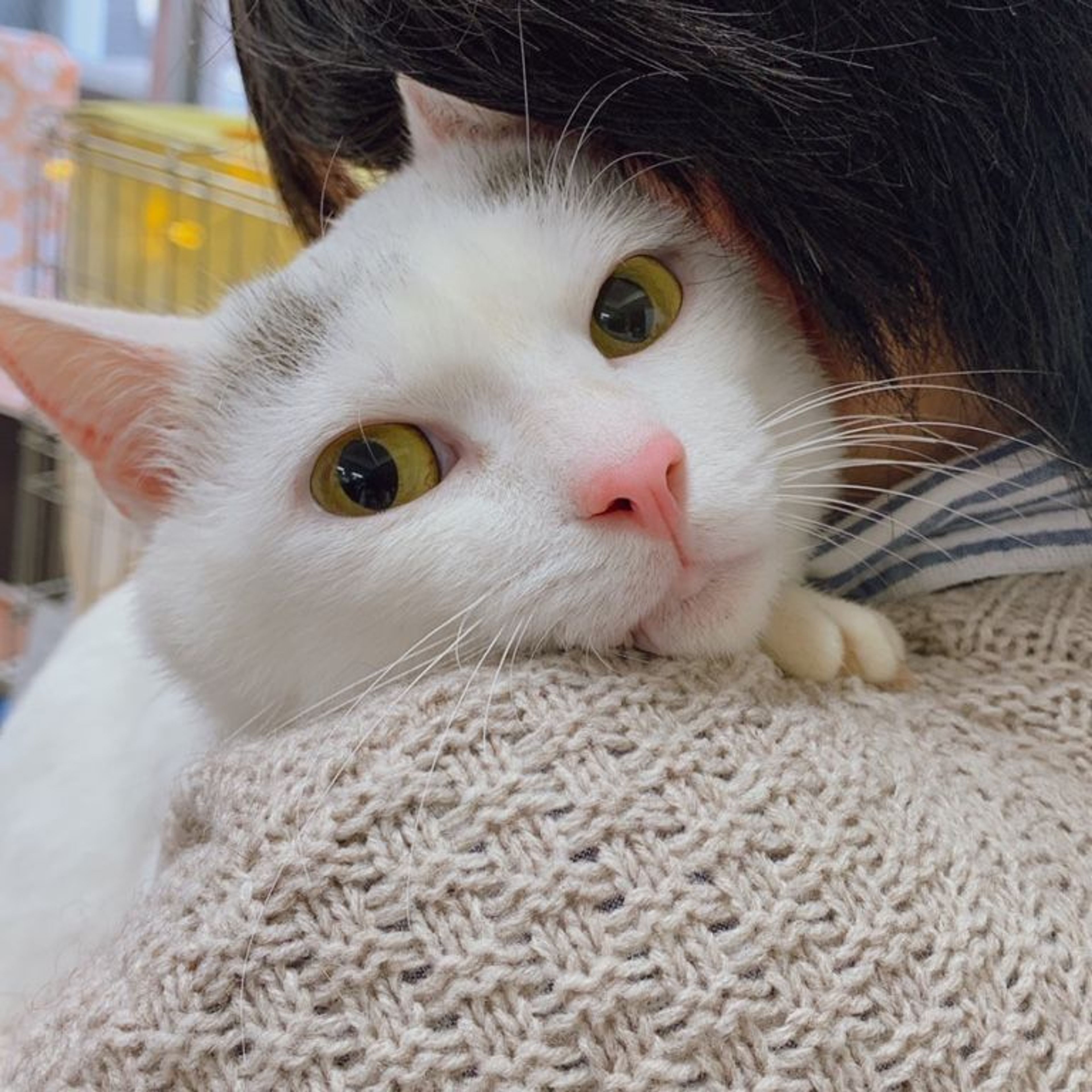 雑種（ミックス猫）・オスの里親募集の写真