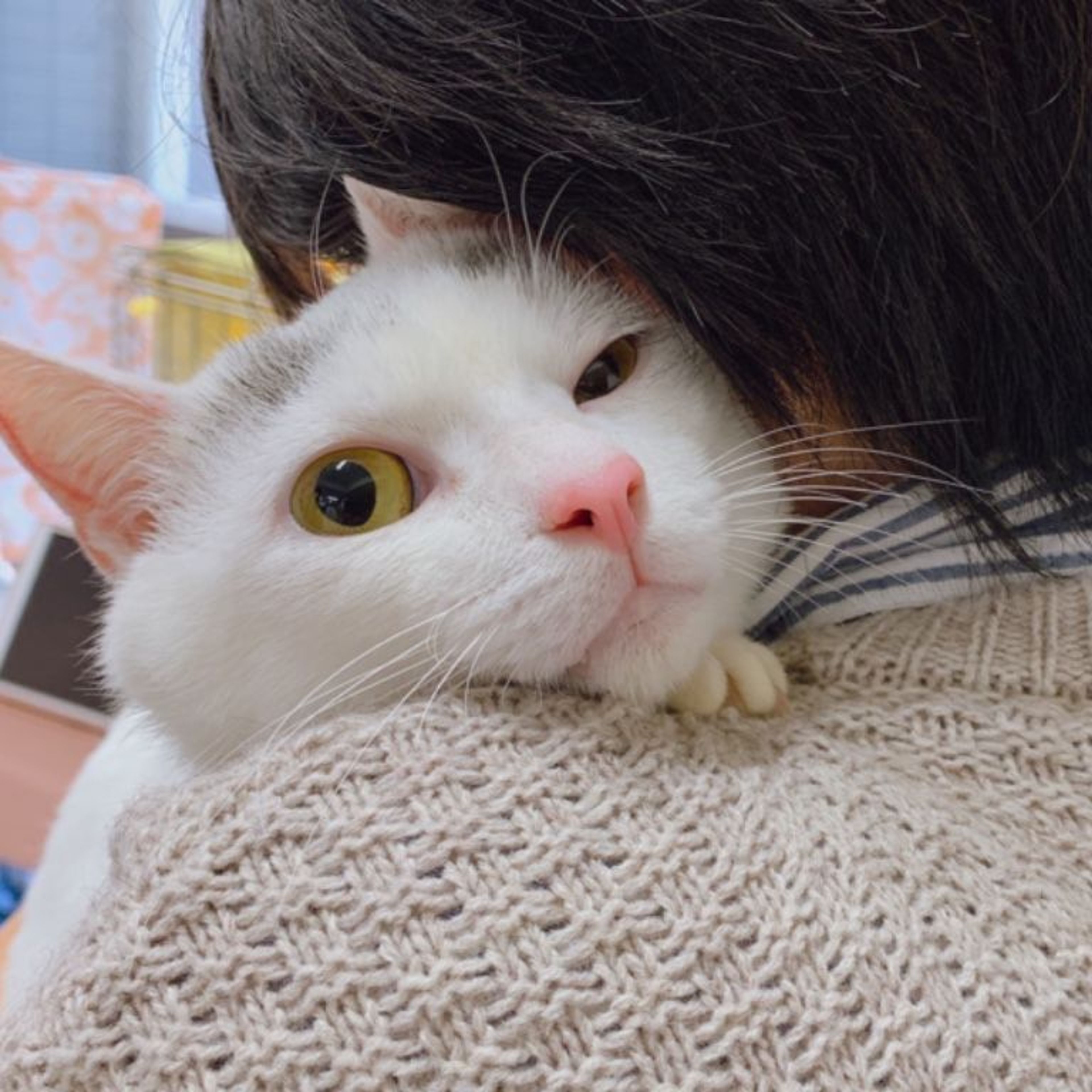 pet-image-2
