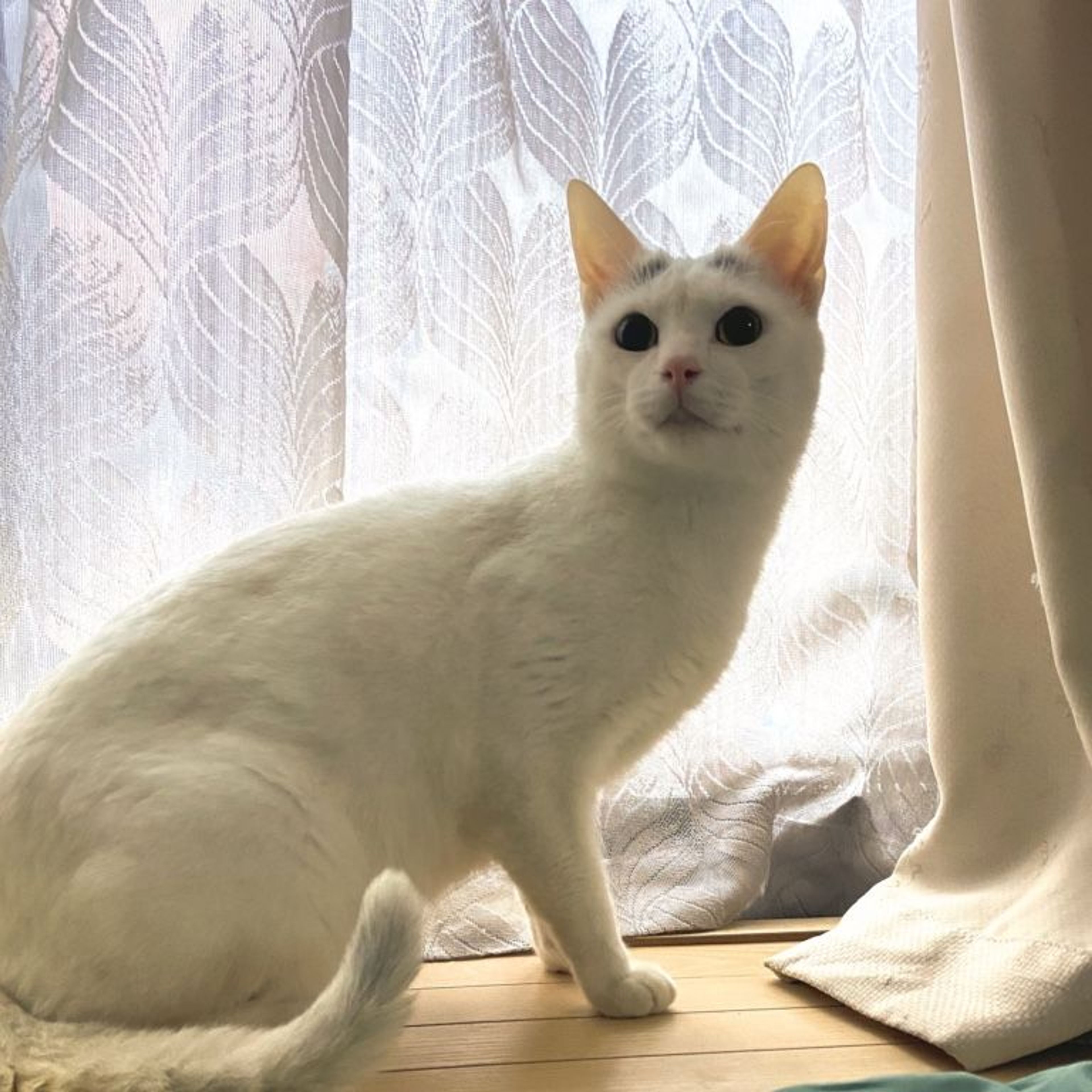 pet-image-3