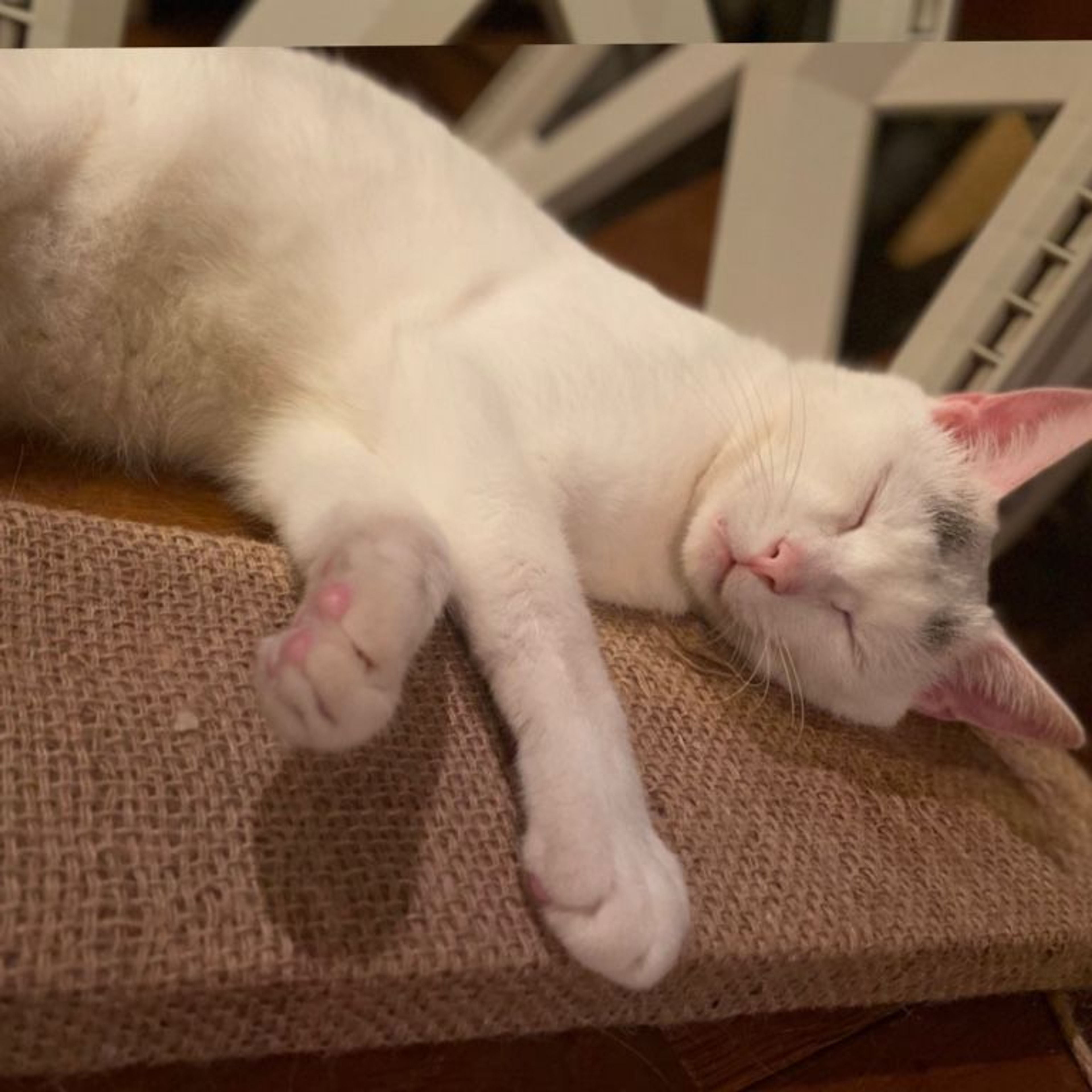 pet-image-4