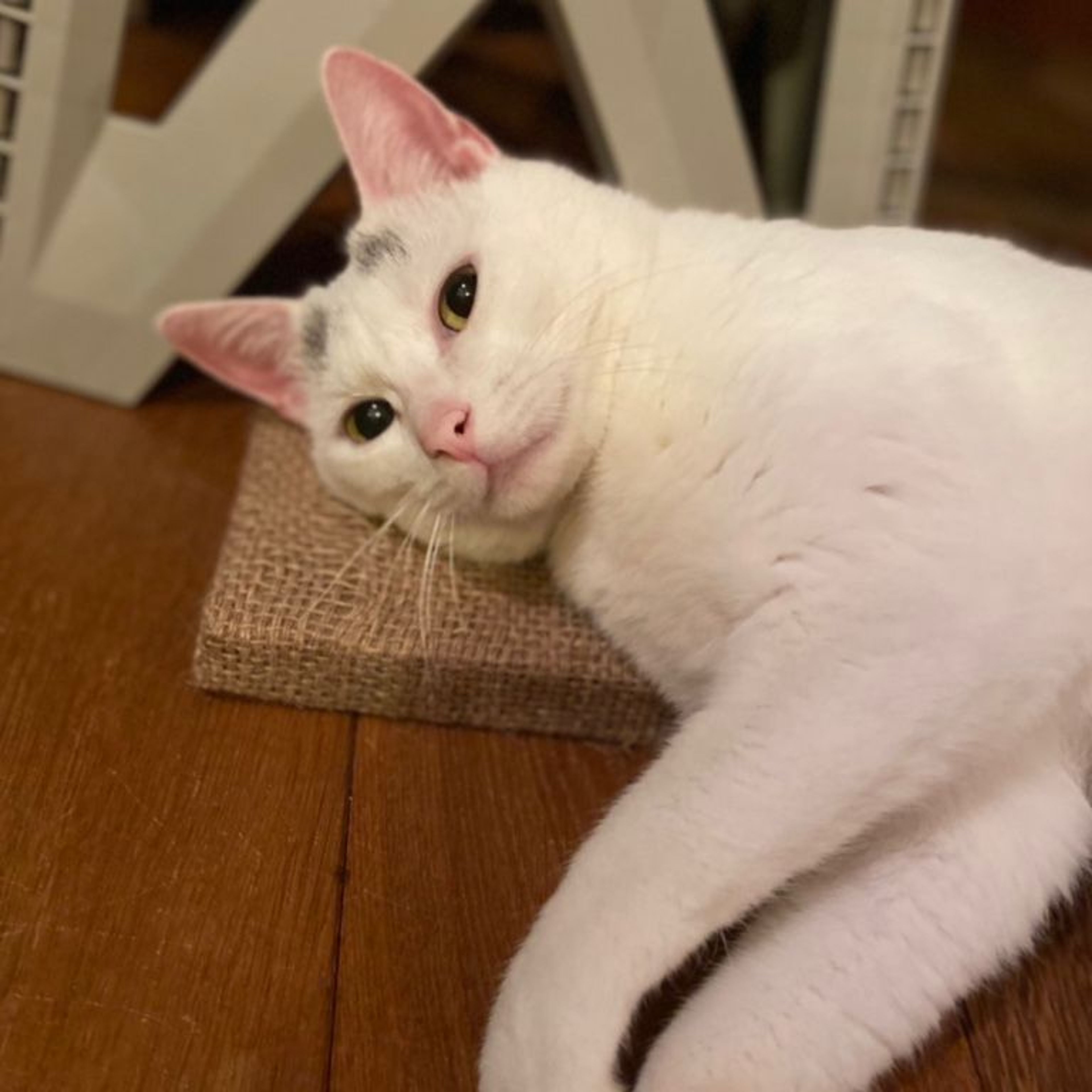 pet-image-5
