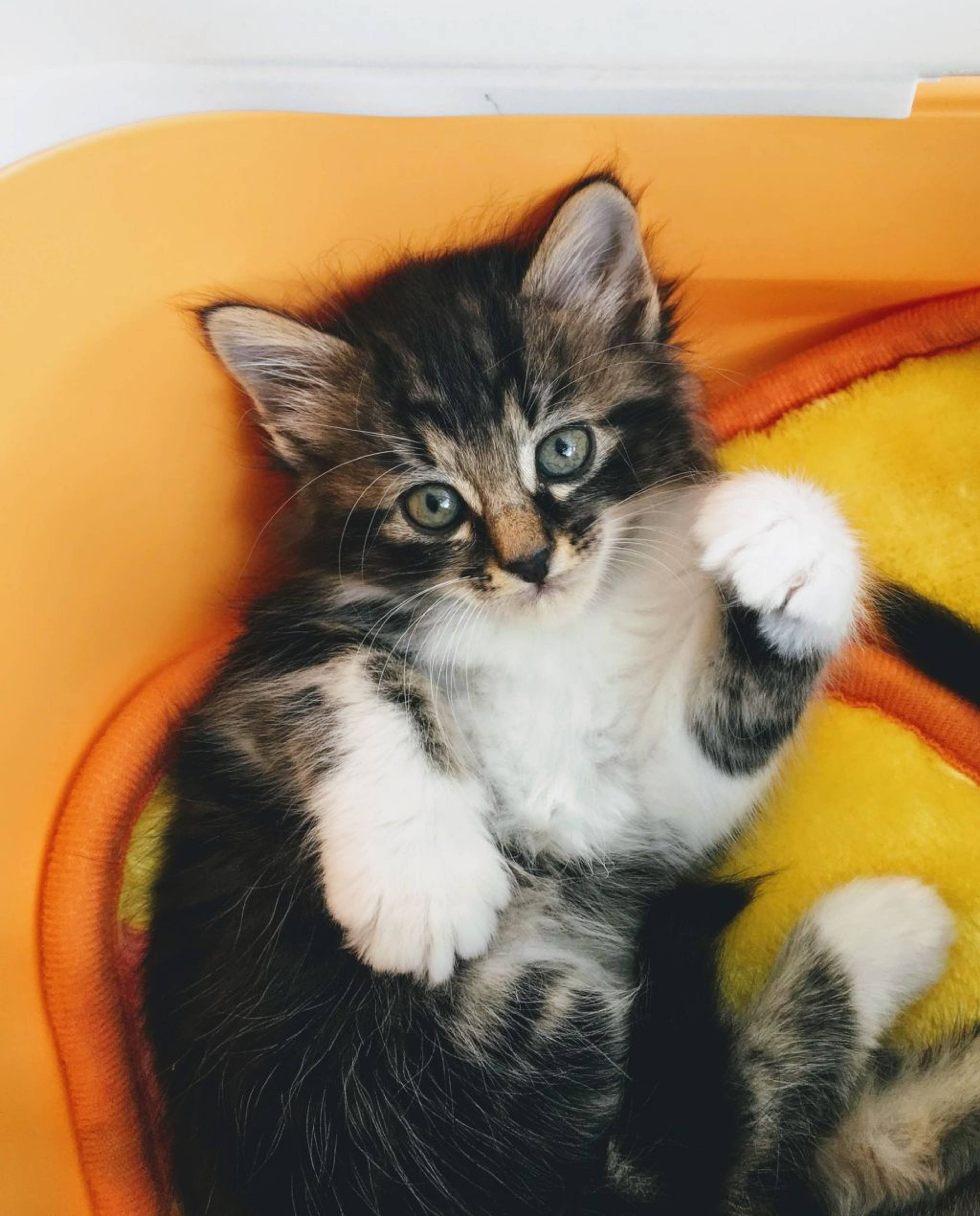 雑種（ミックス猫）・メスの里親募集の写真
