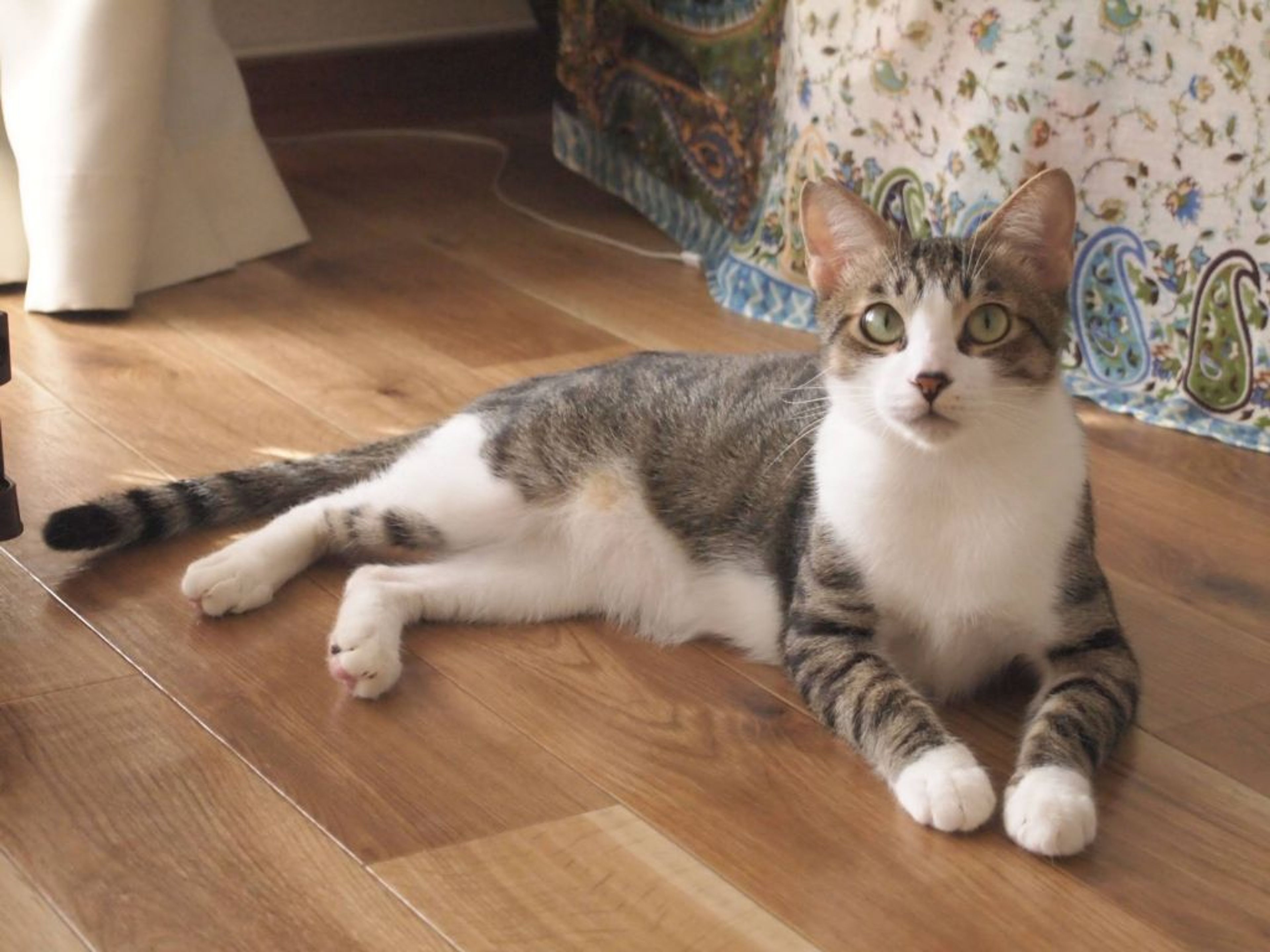 雑種（ミックス猫）・オスの里親募集の写真