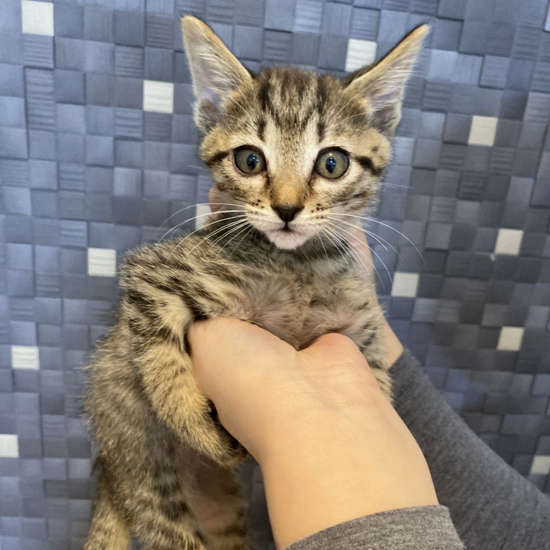雑種（ミックス猫）・オスの里親募集の写真
