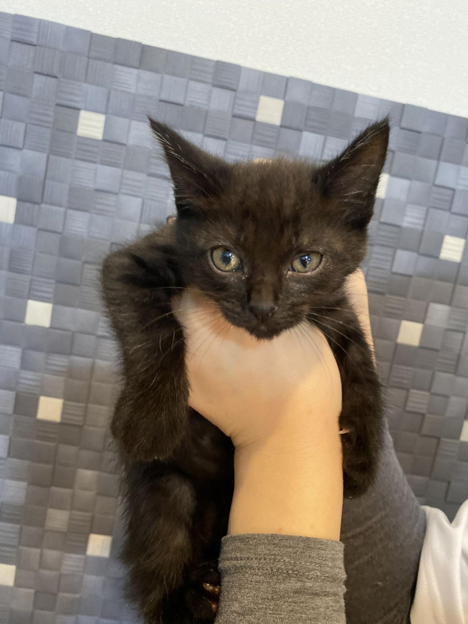 pet-image-2