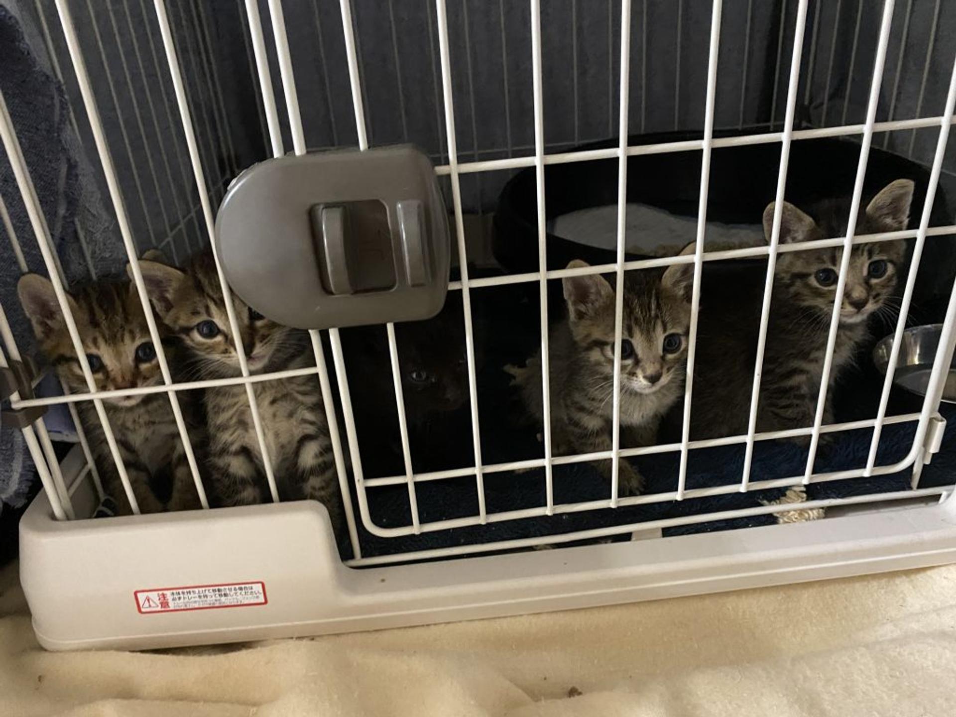 pet-image-3