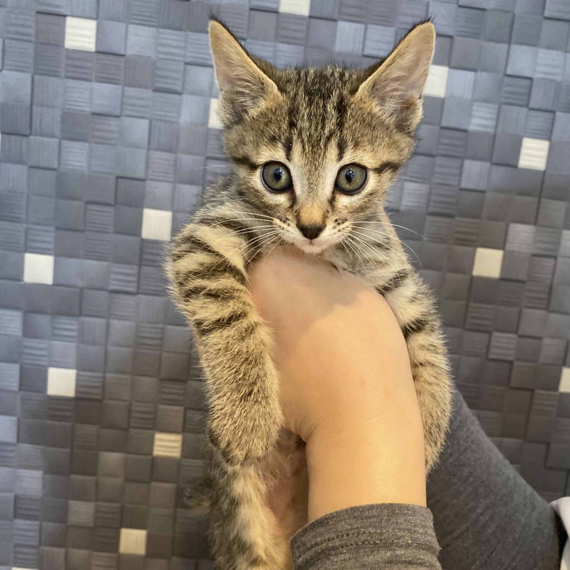 pet-image-3