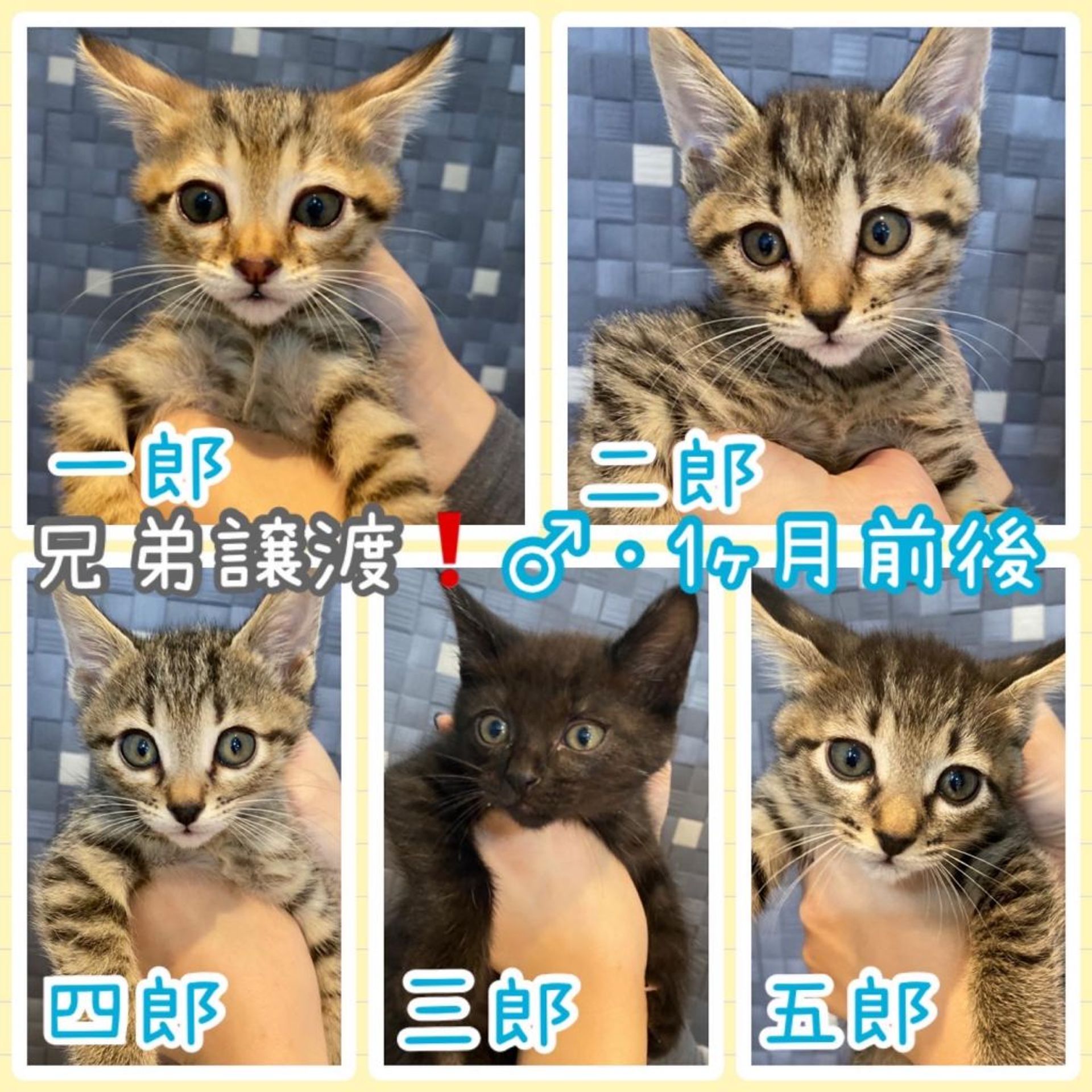 雑種（ミックス猫）・オスの里親募集の写真