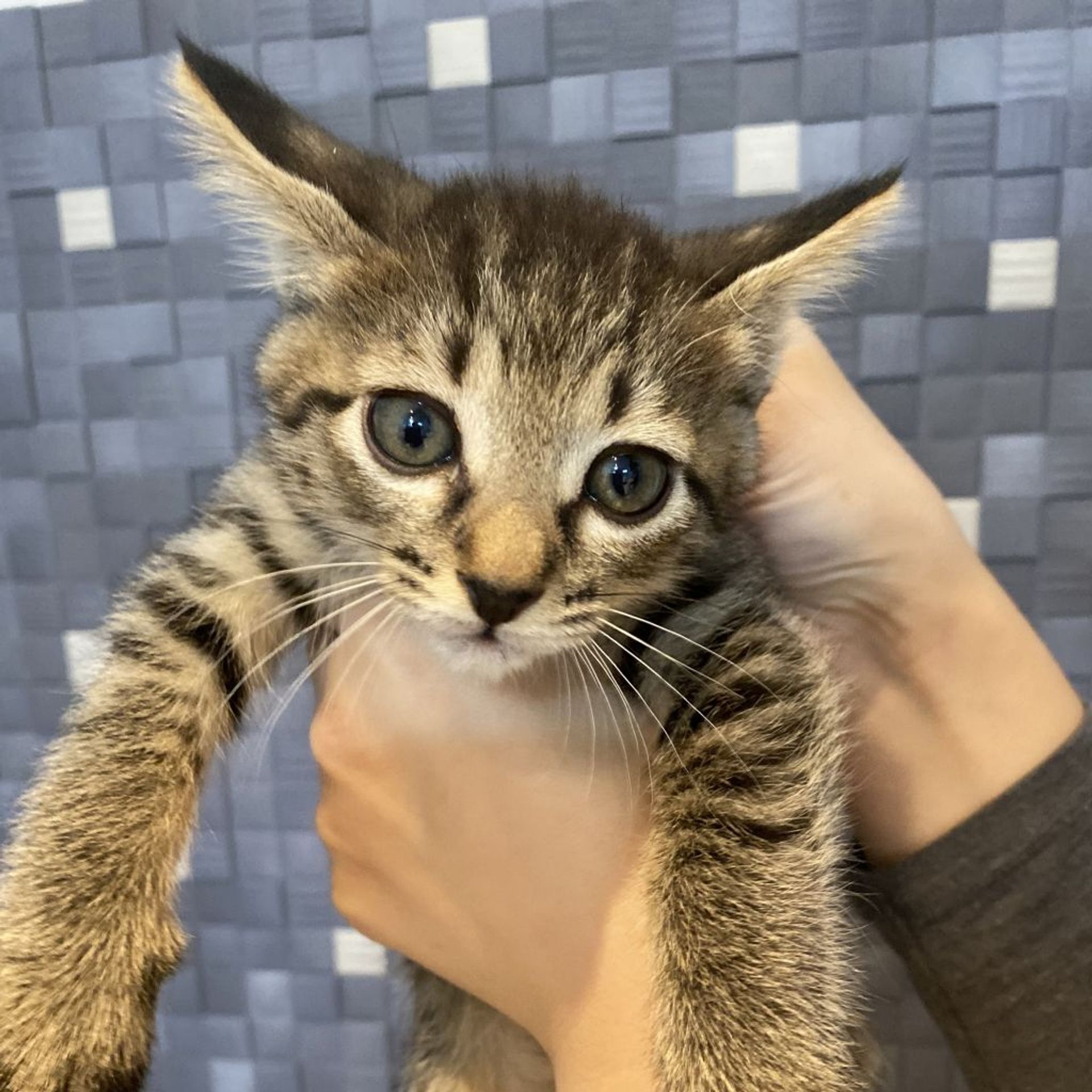 雑種（ミックス猫）・オスの里親募集の写真