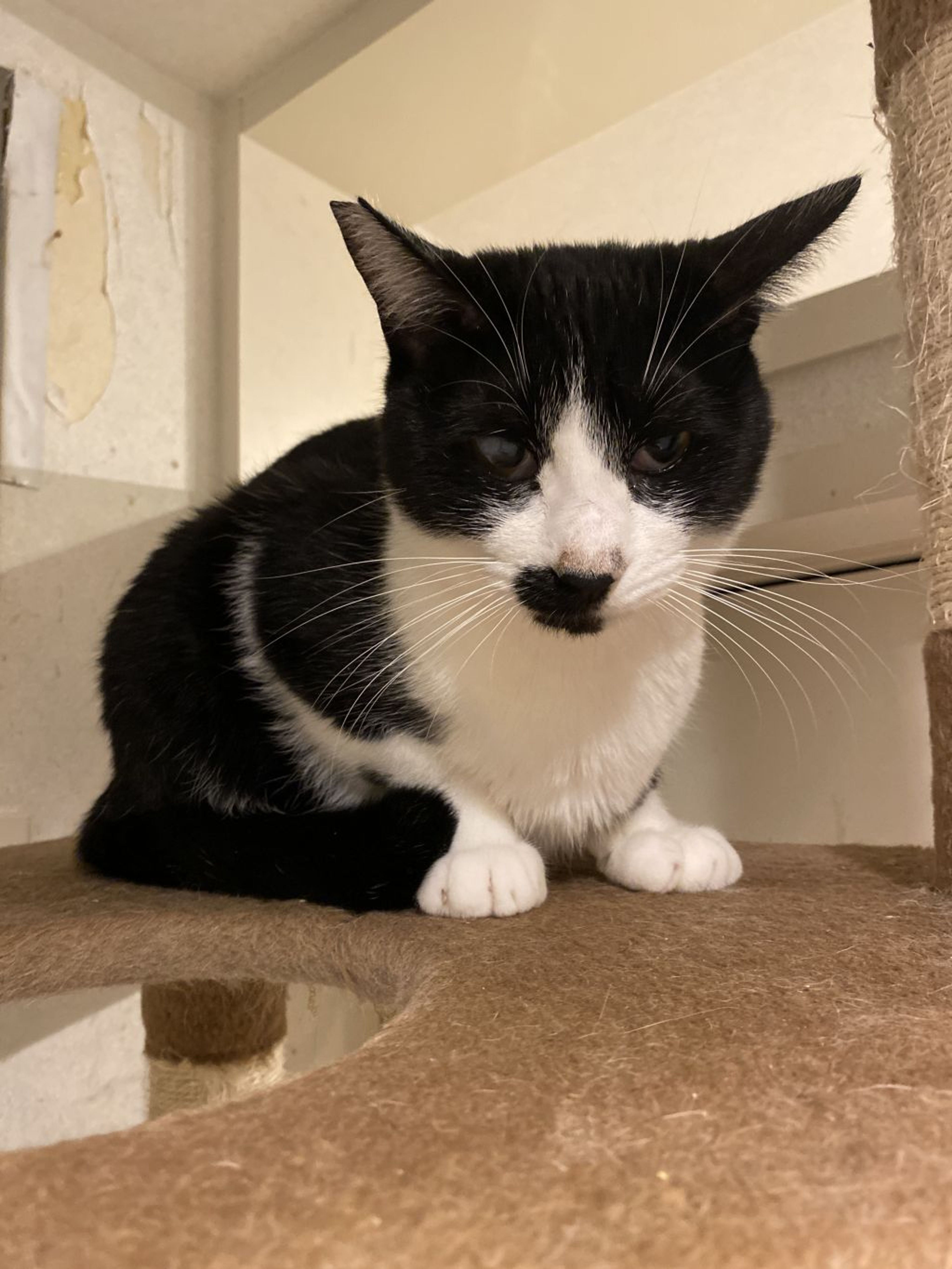pet-image-2