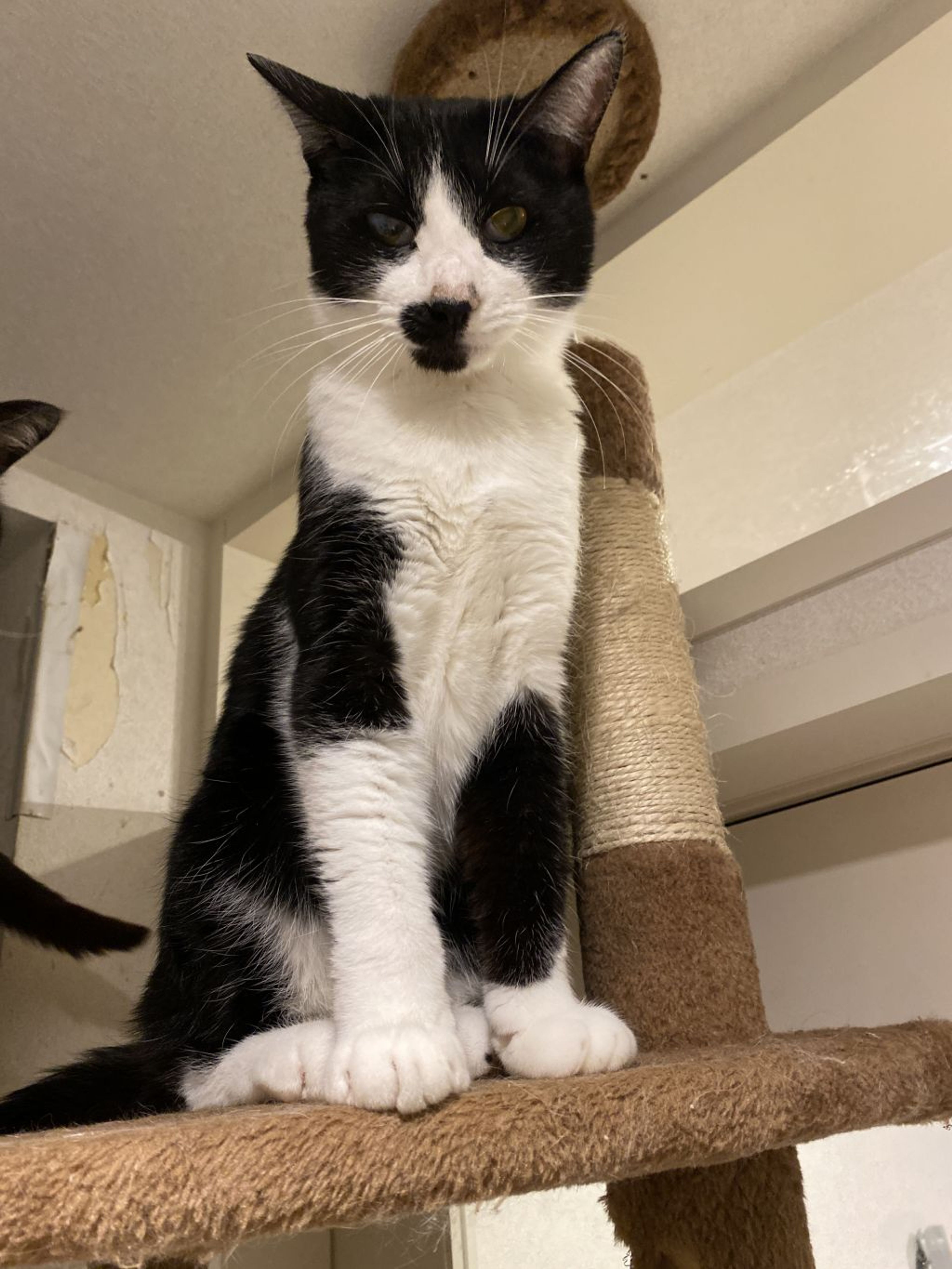 pet-image-5