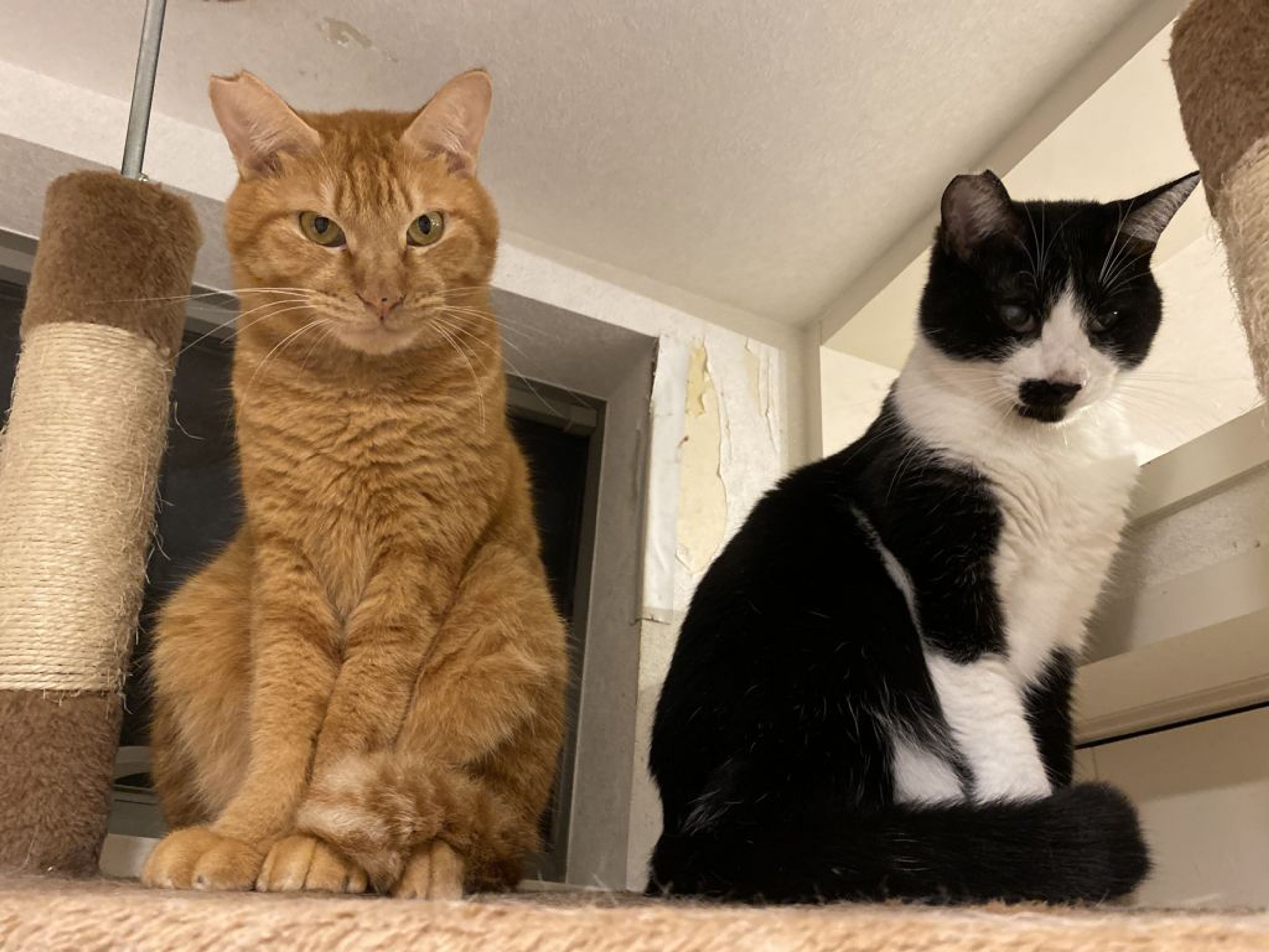 pet-image-7