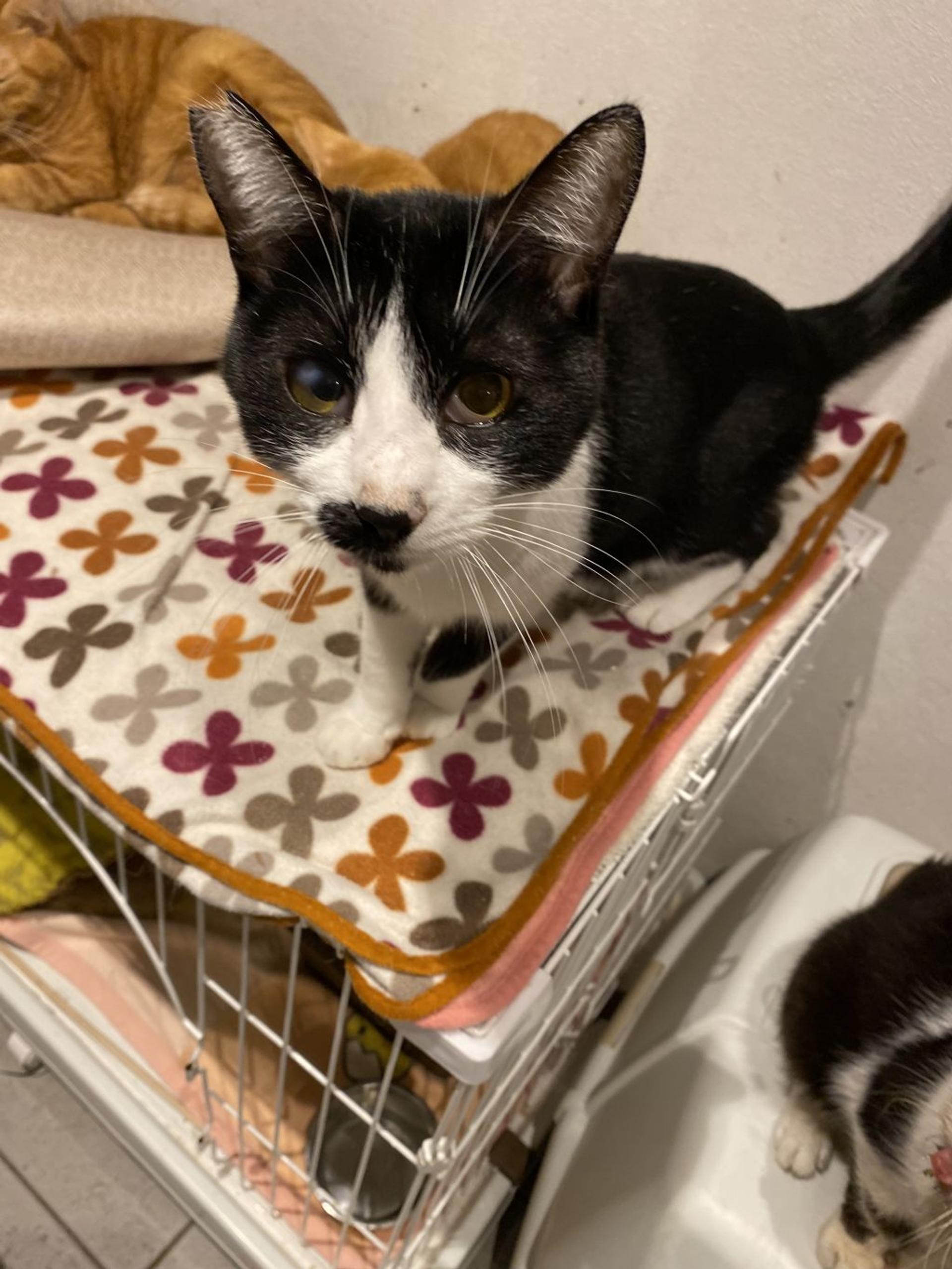 pet-image-8