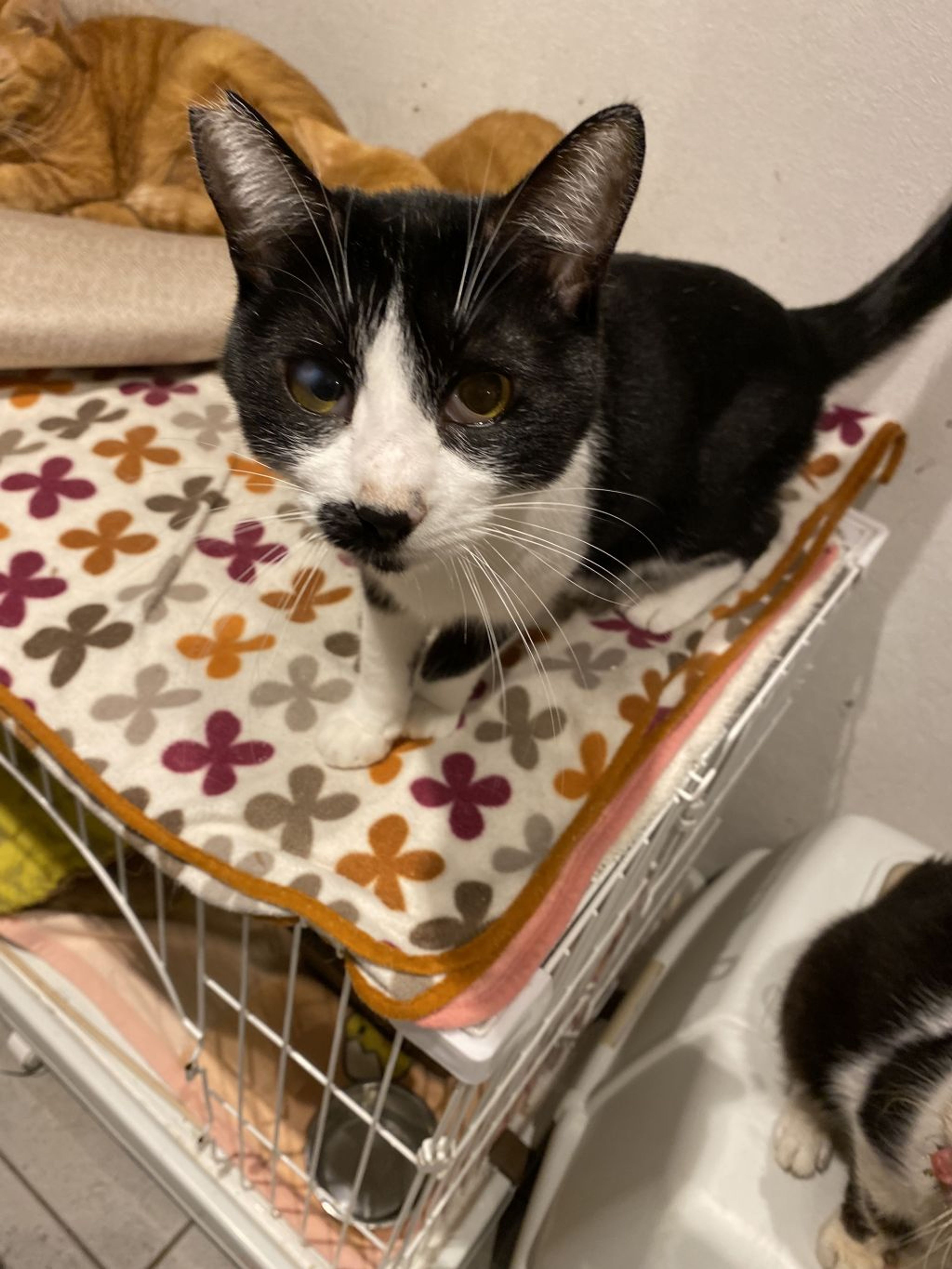 pet-image-8