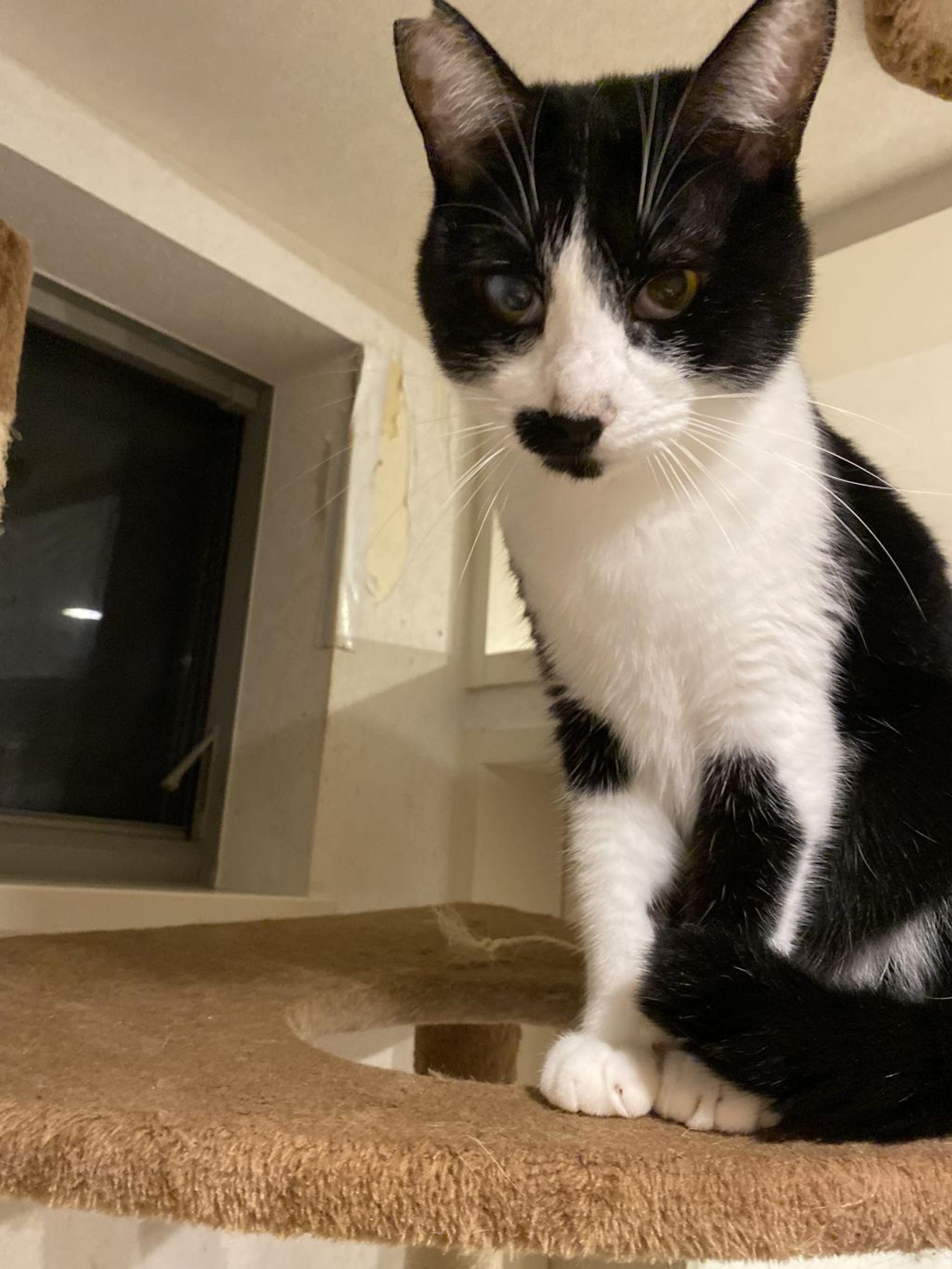 pet-image-9