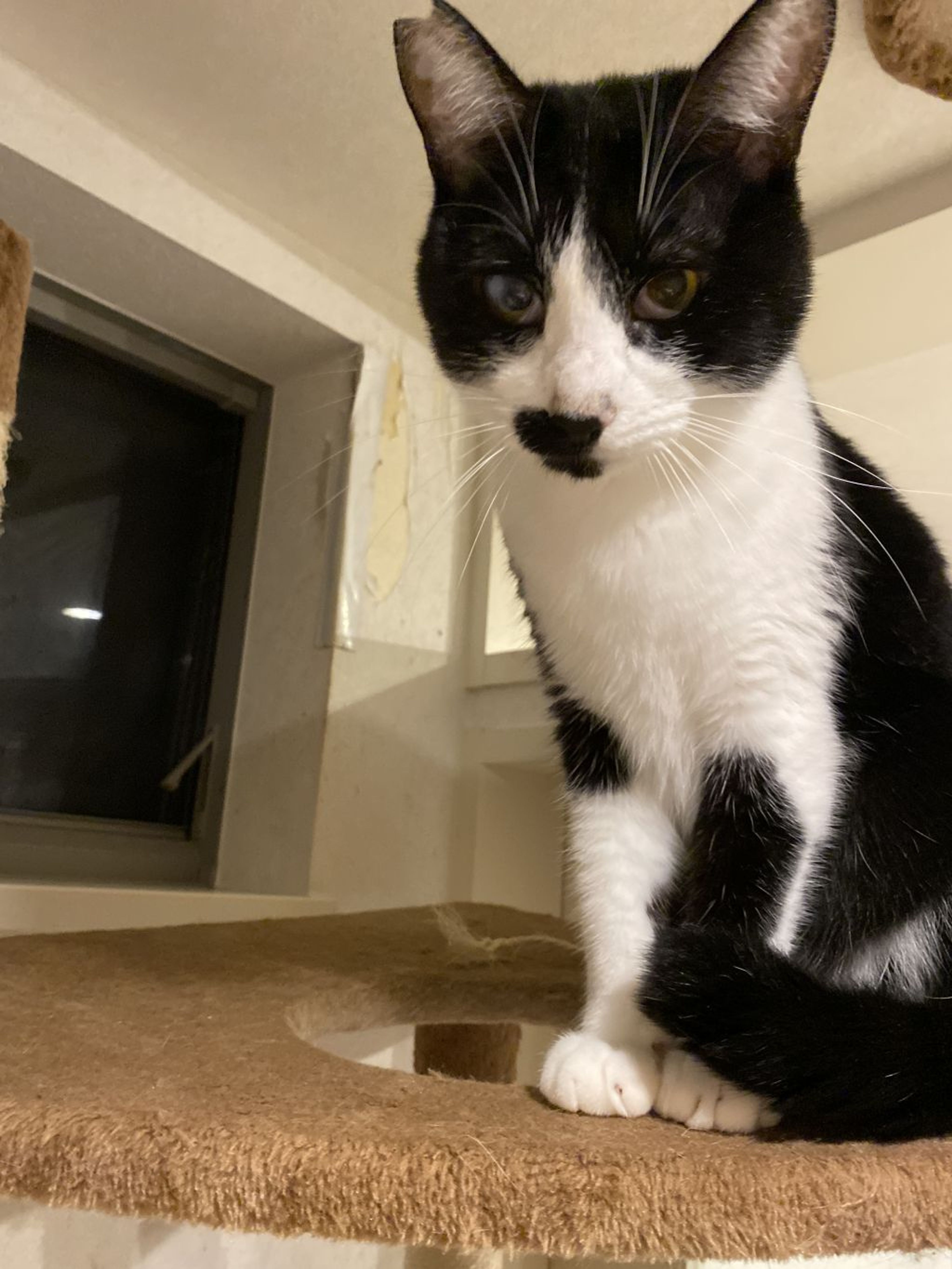 pet-image-9