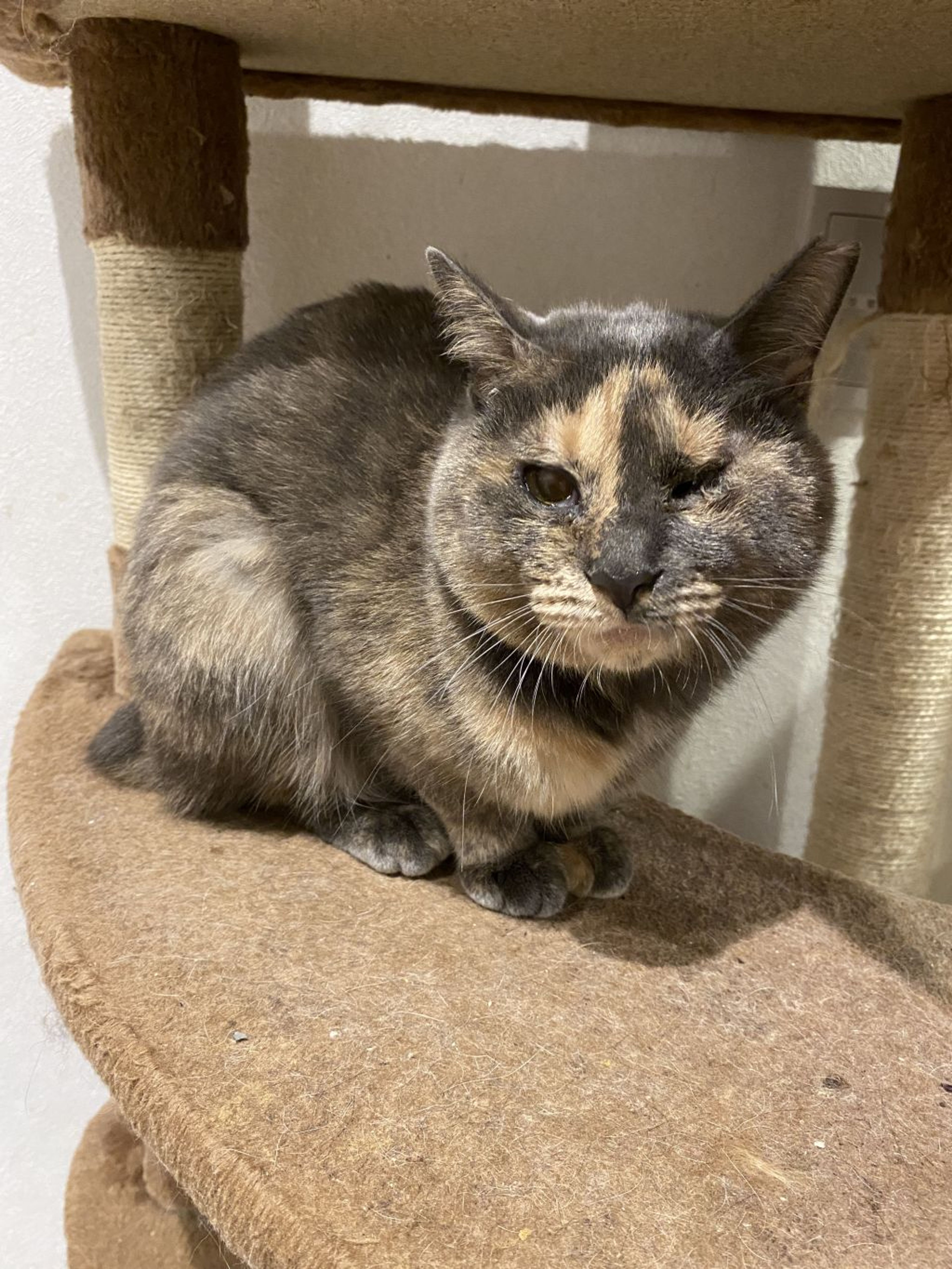 雑種（ミックス猫）・メスの里親募集の写真