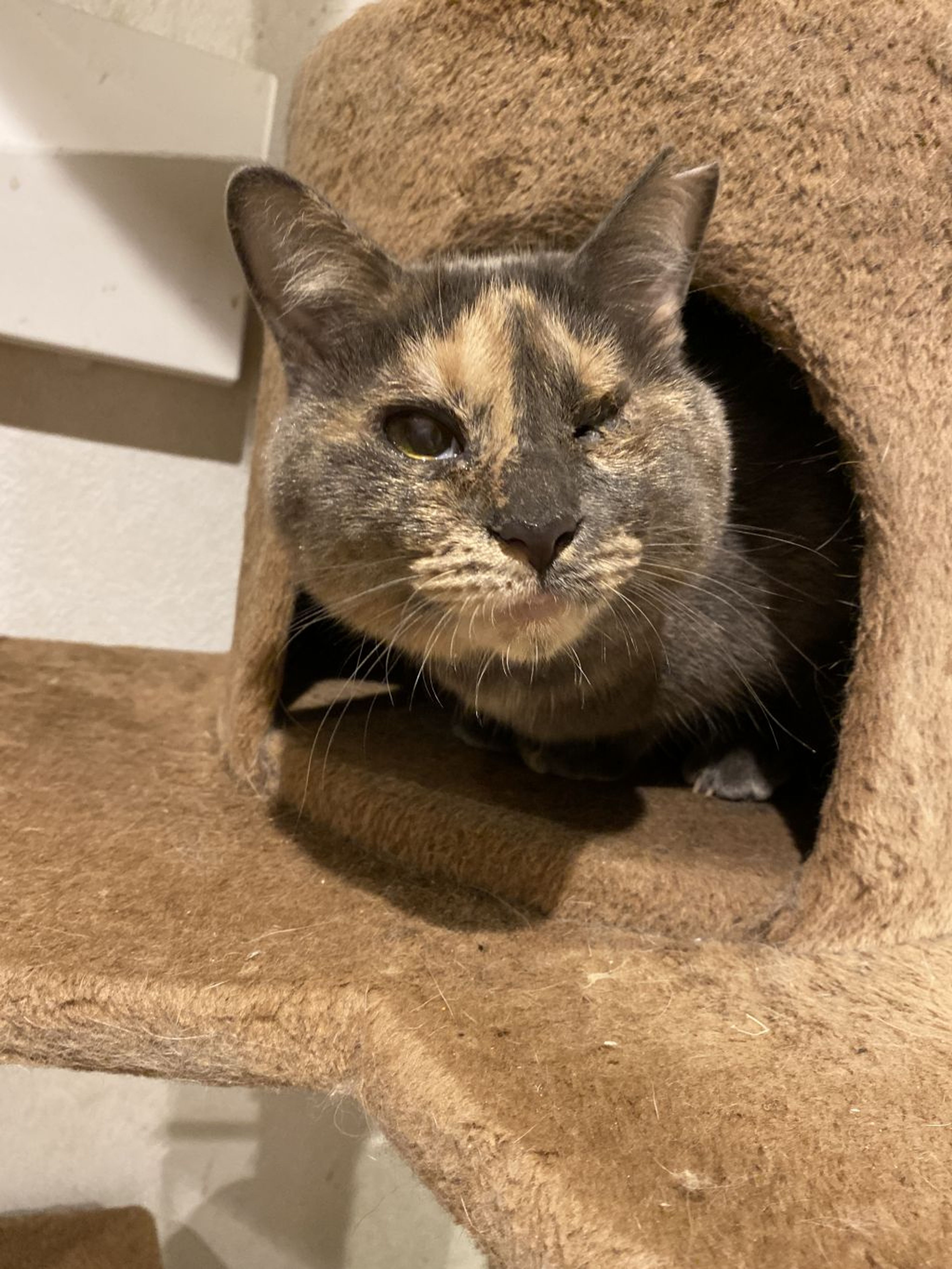 pet-image-7