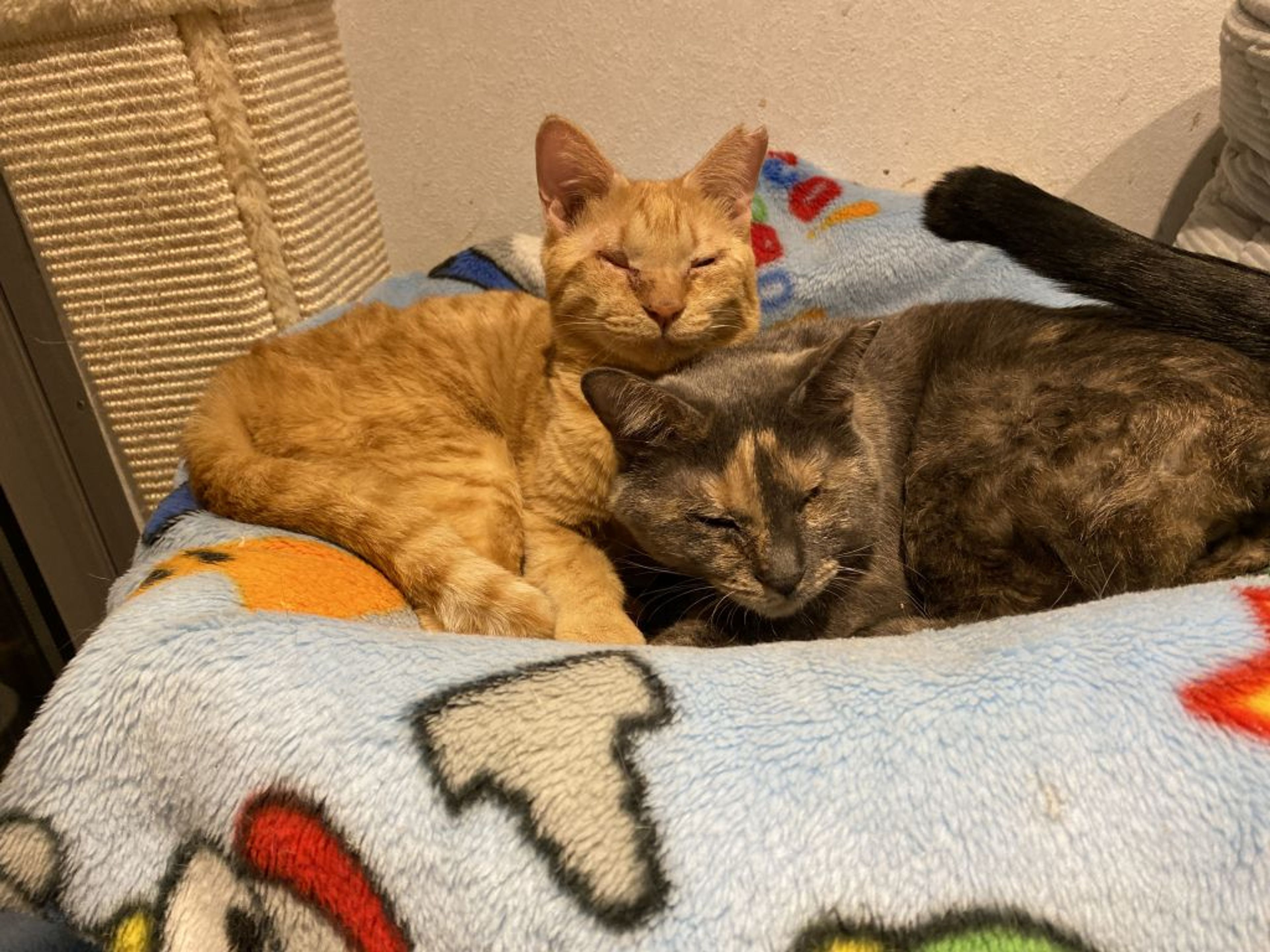 pet-image-6