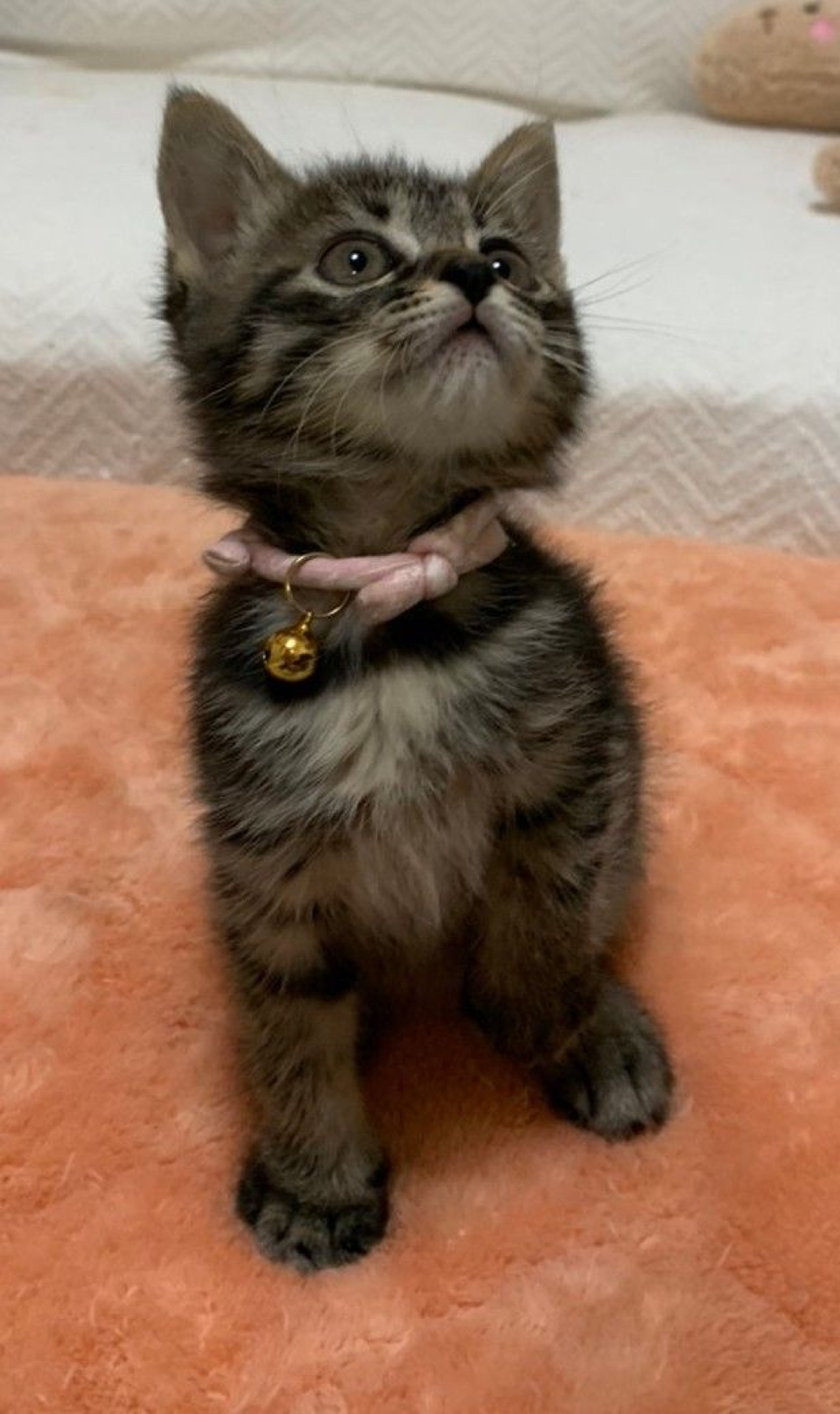 pet-image-5