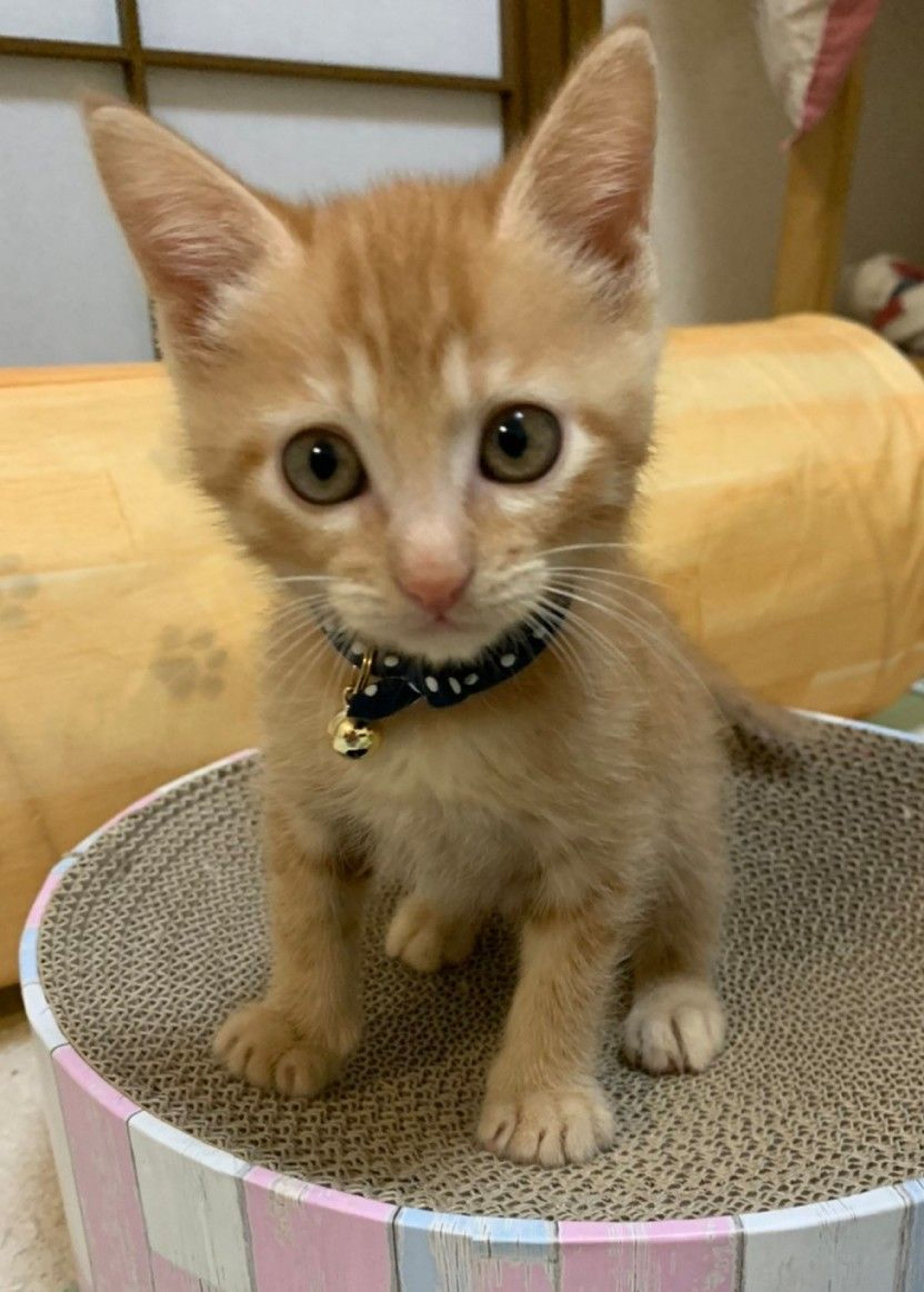 雑種（ミックス猫）・オスの里親募集の写真