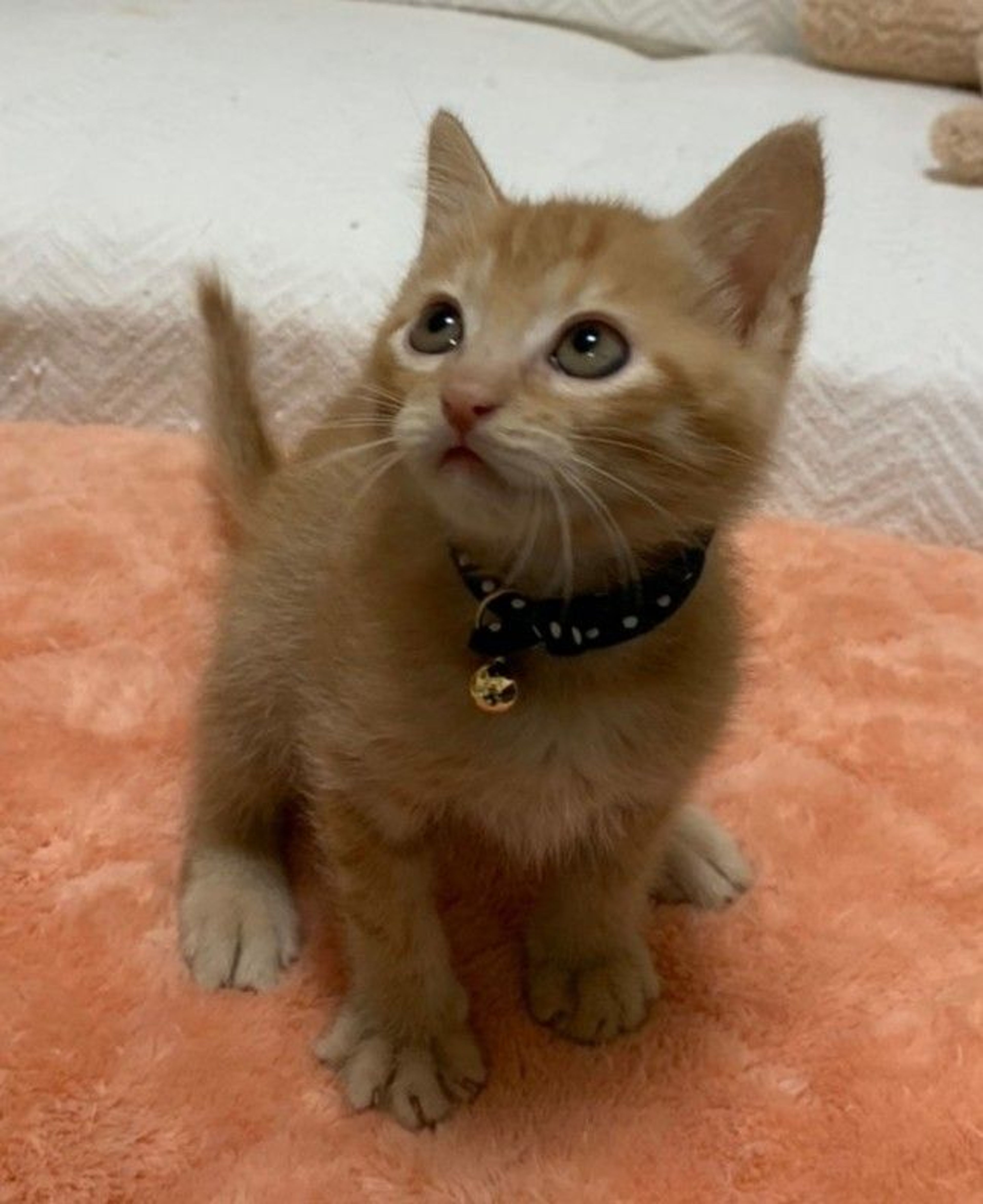 pet-image-4