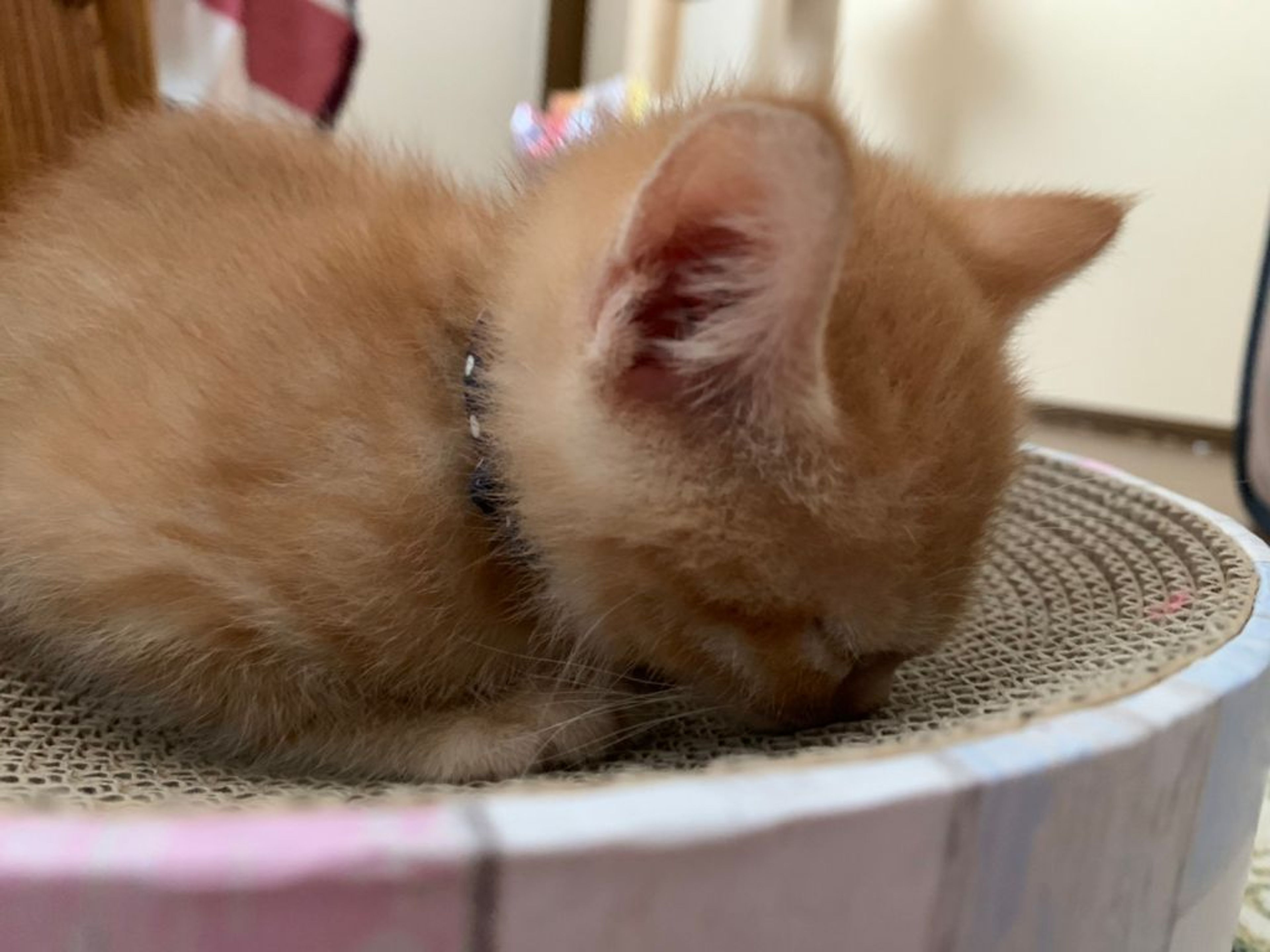 pet-image-5