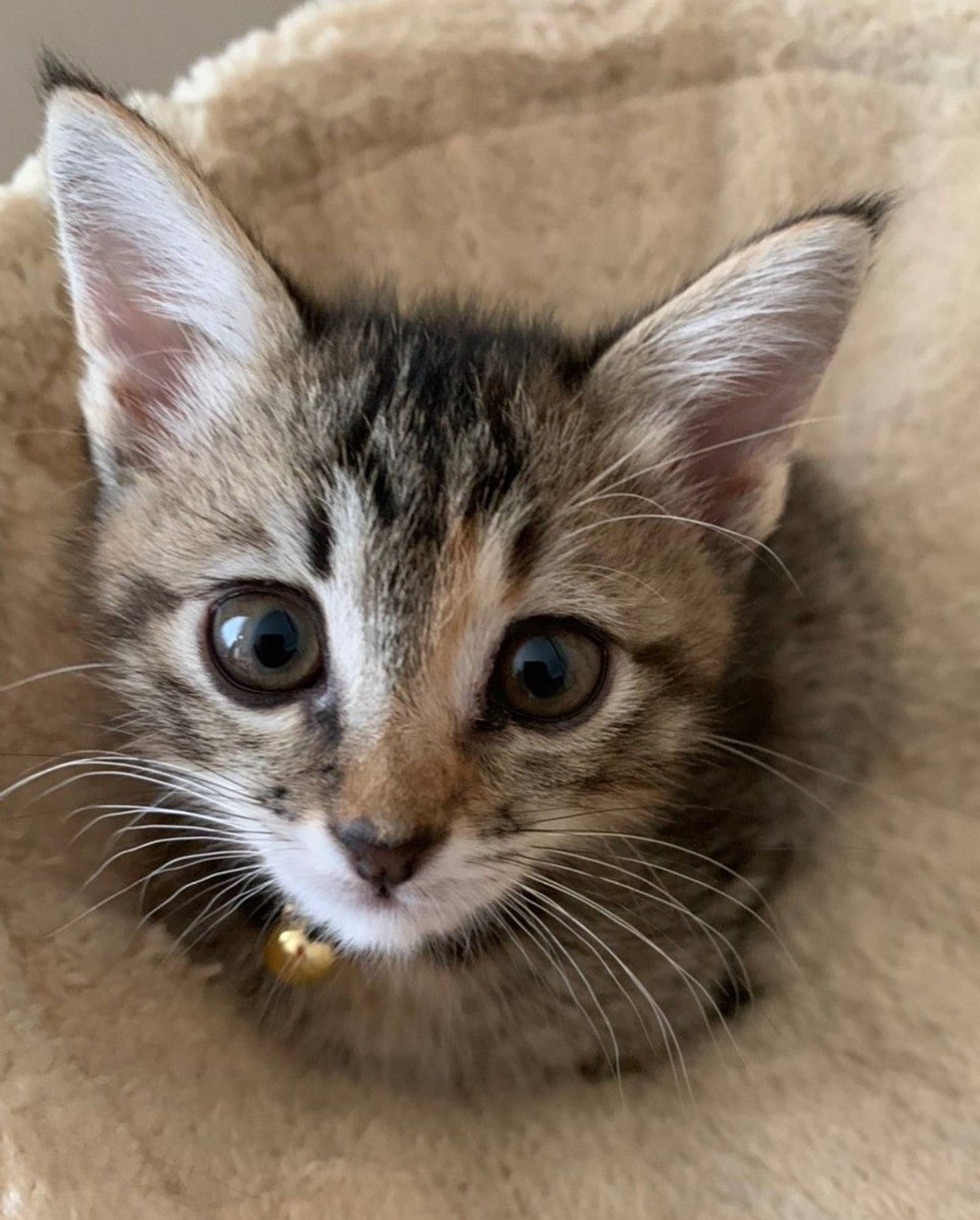 雑種（ミックス猫）・メスの里親募集の写真
