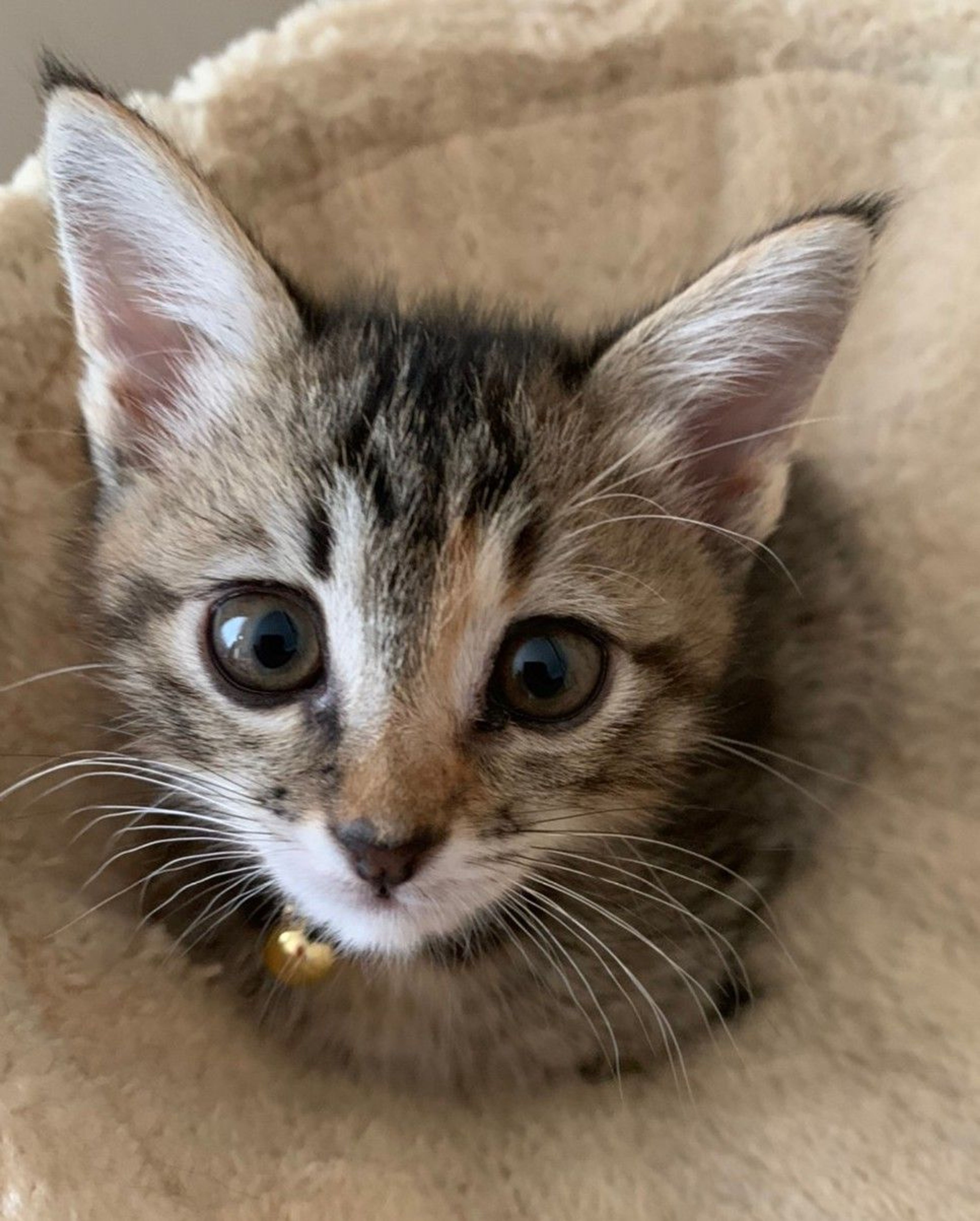 雑種（ミックス猫）・メスの里親募集の写真