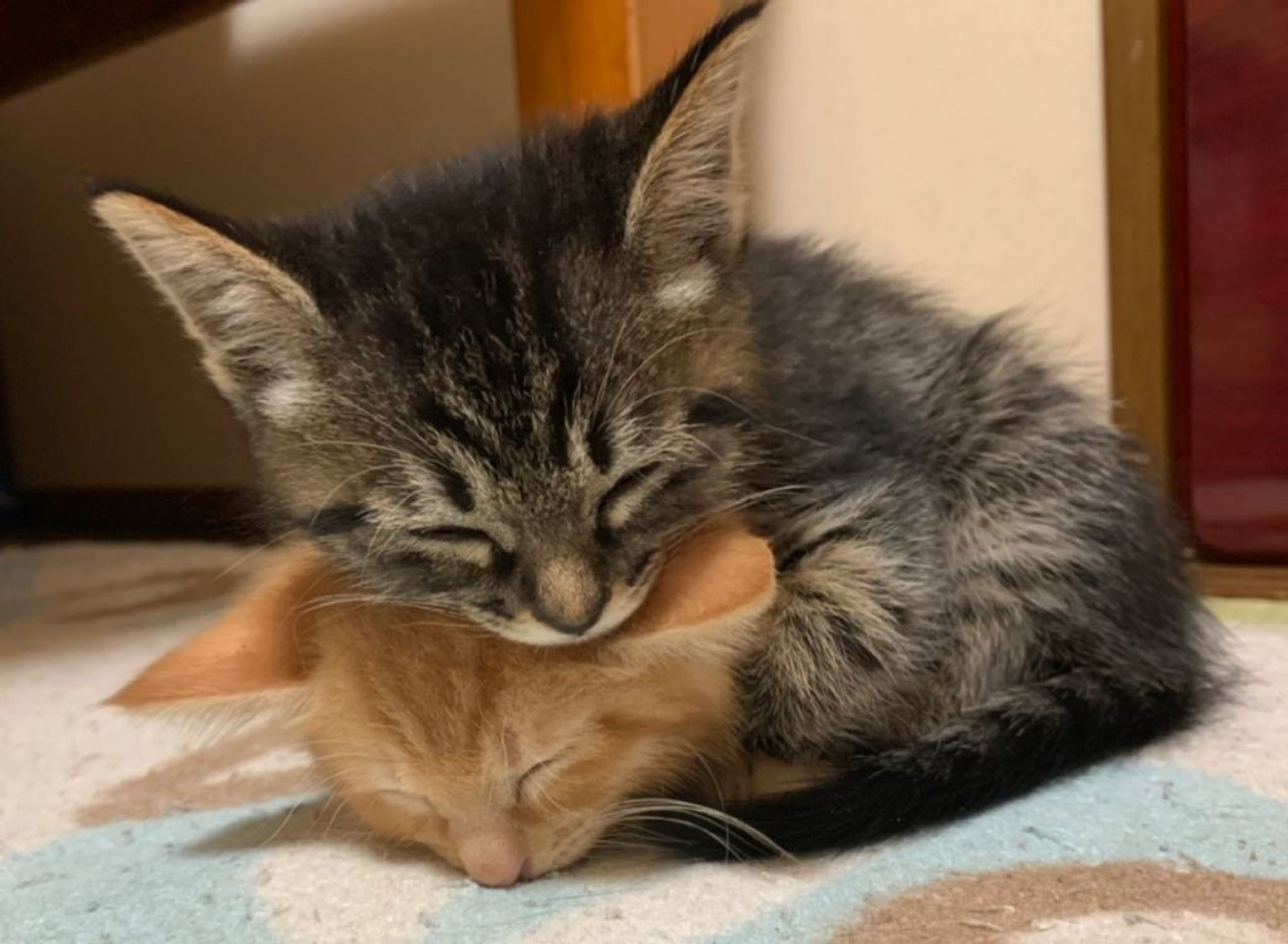 pet-image-2