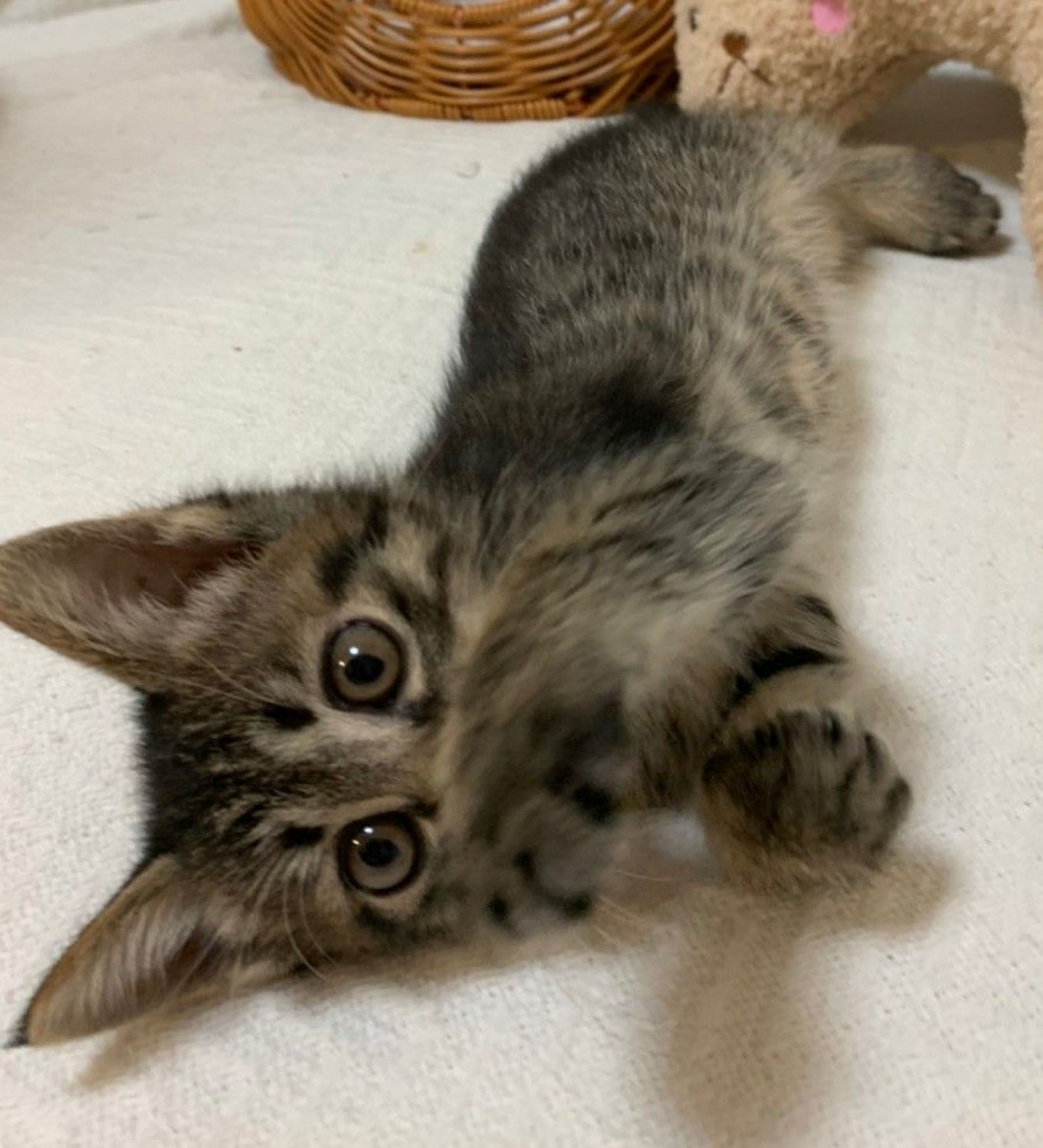 pet-image-3