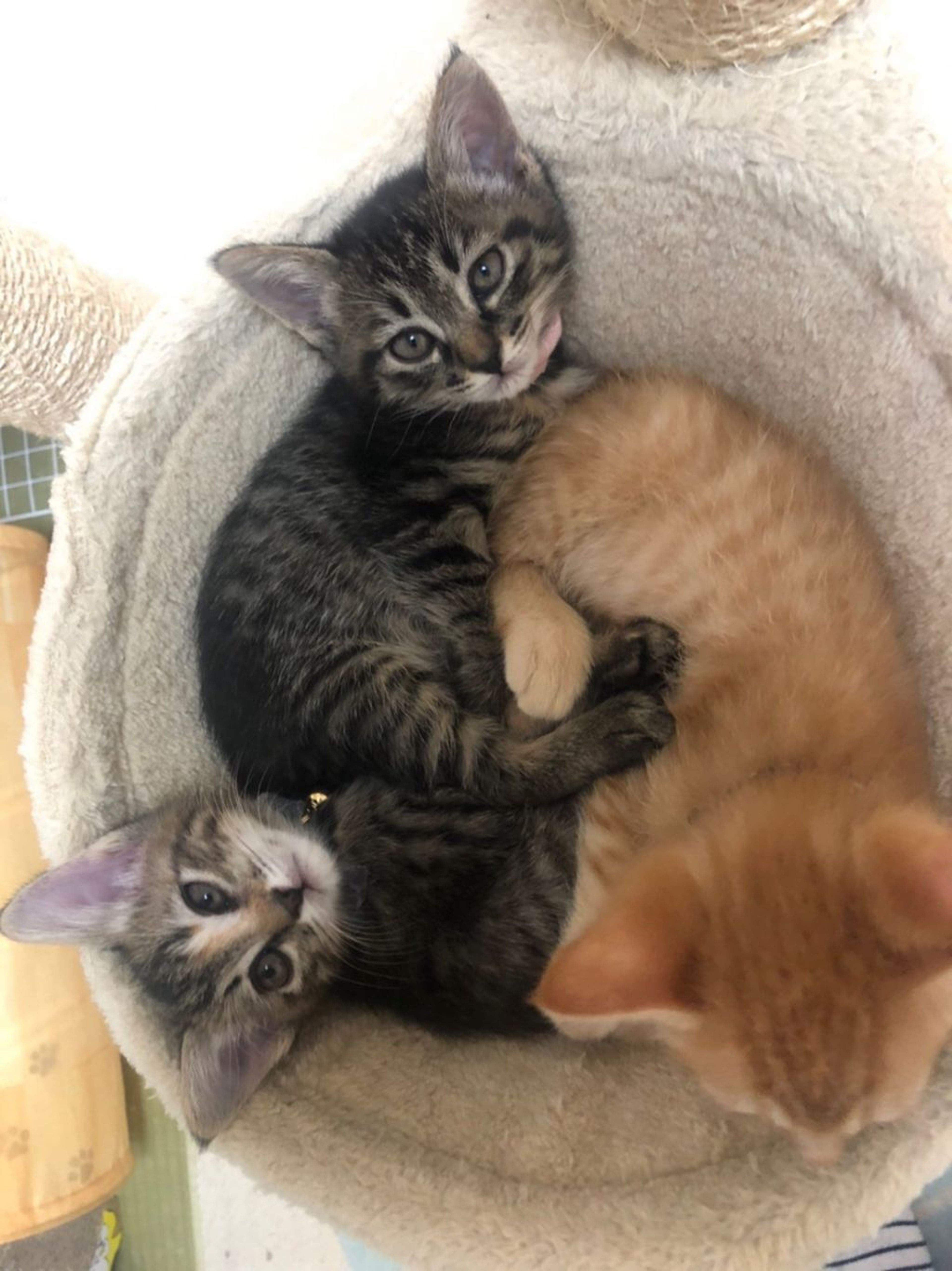 pet-image-4