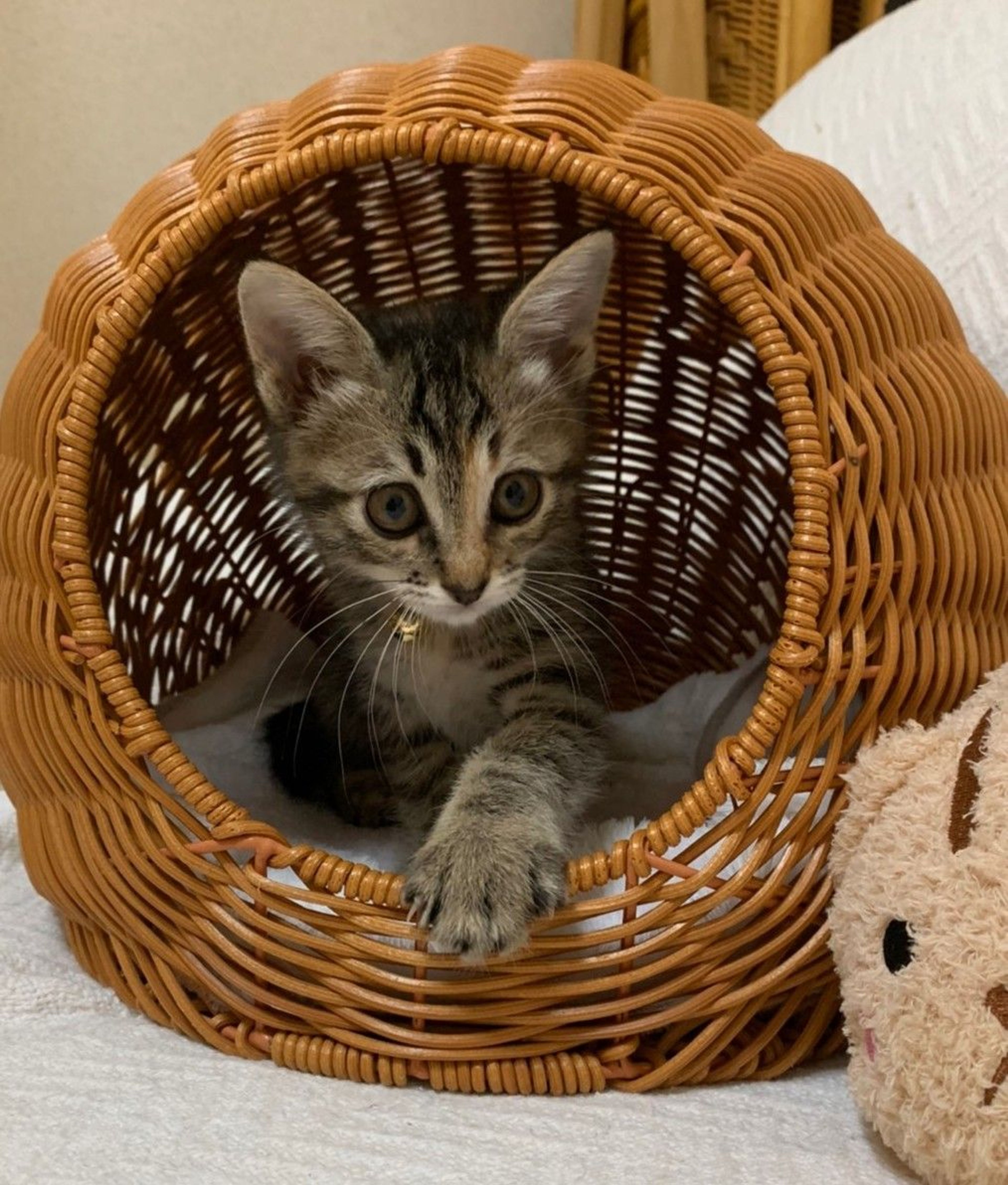 pet-image-5