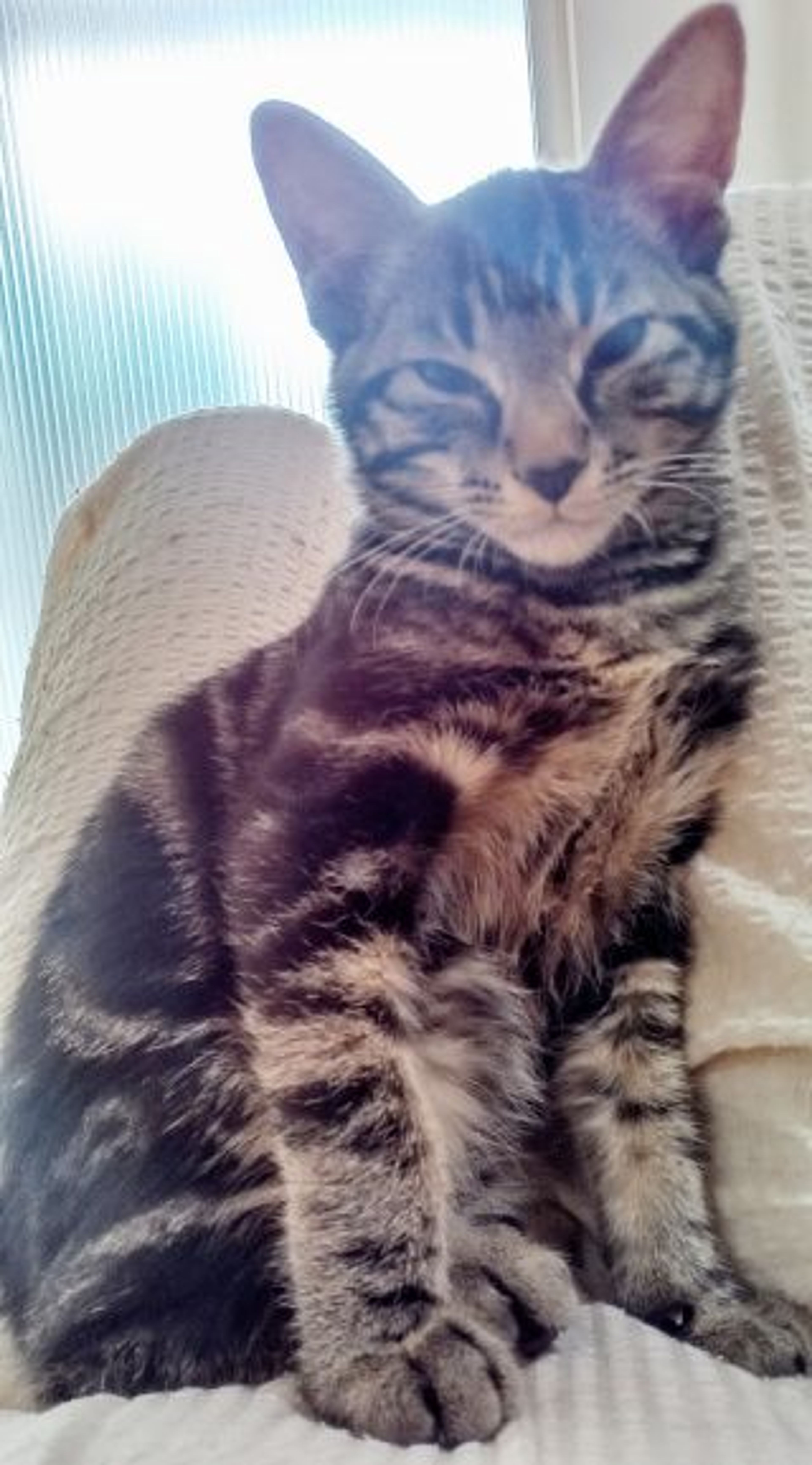 雑種（ミックス猫）・オスの里親募集の写真