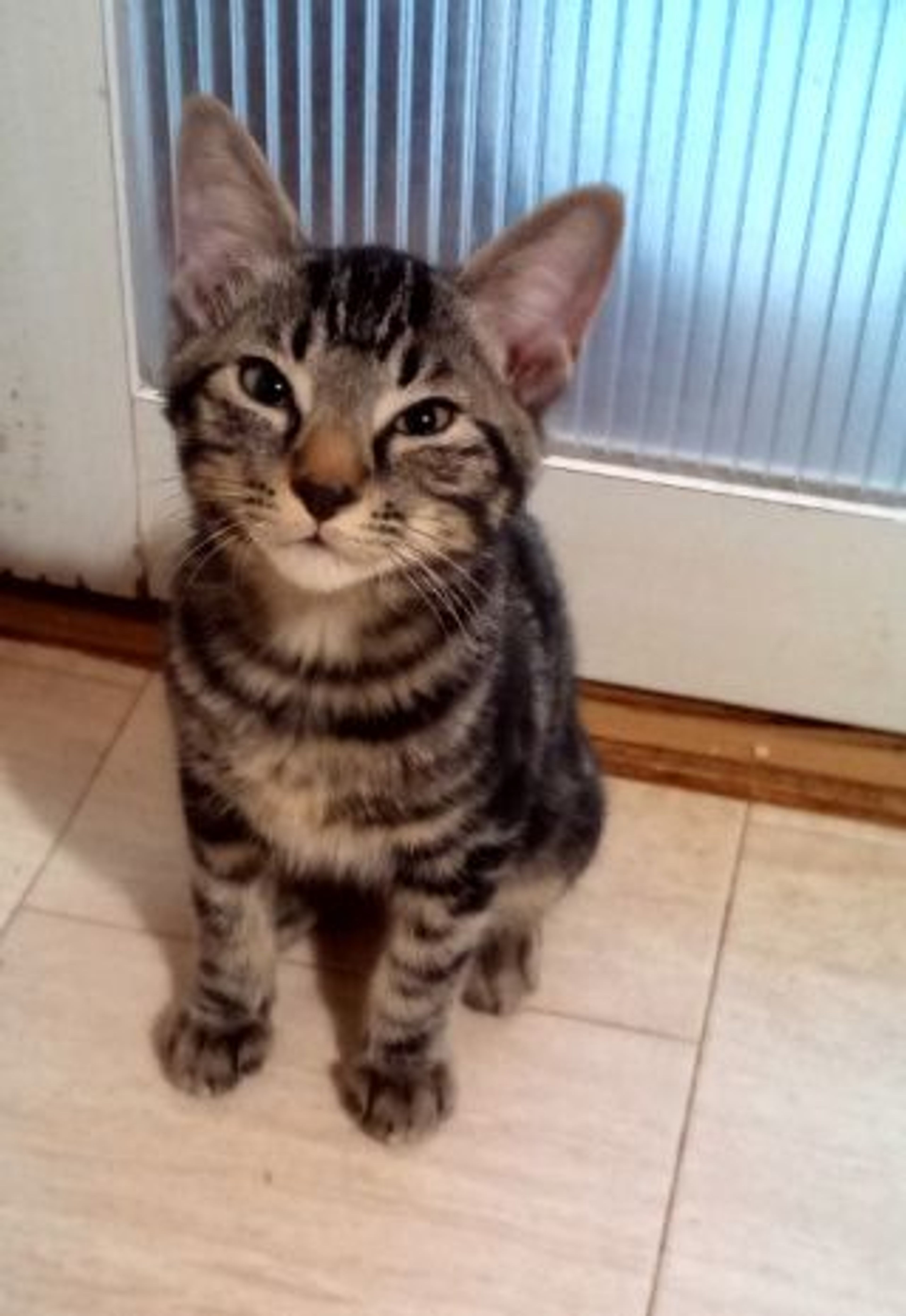 pet-image-2