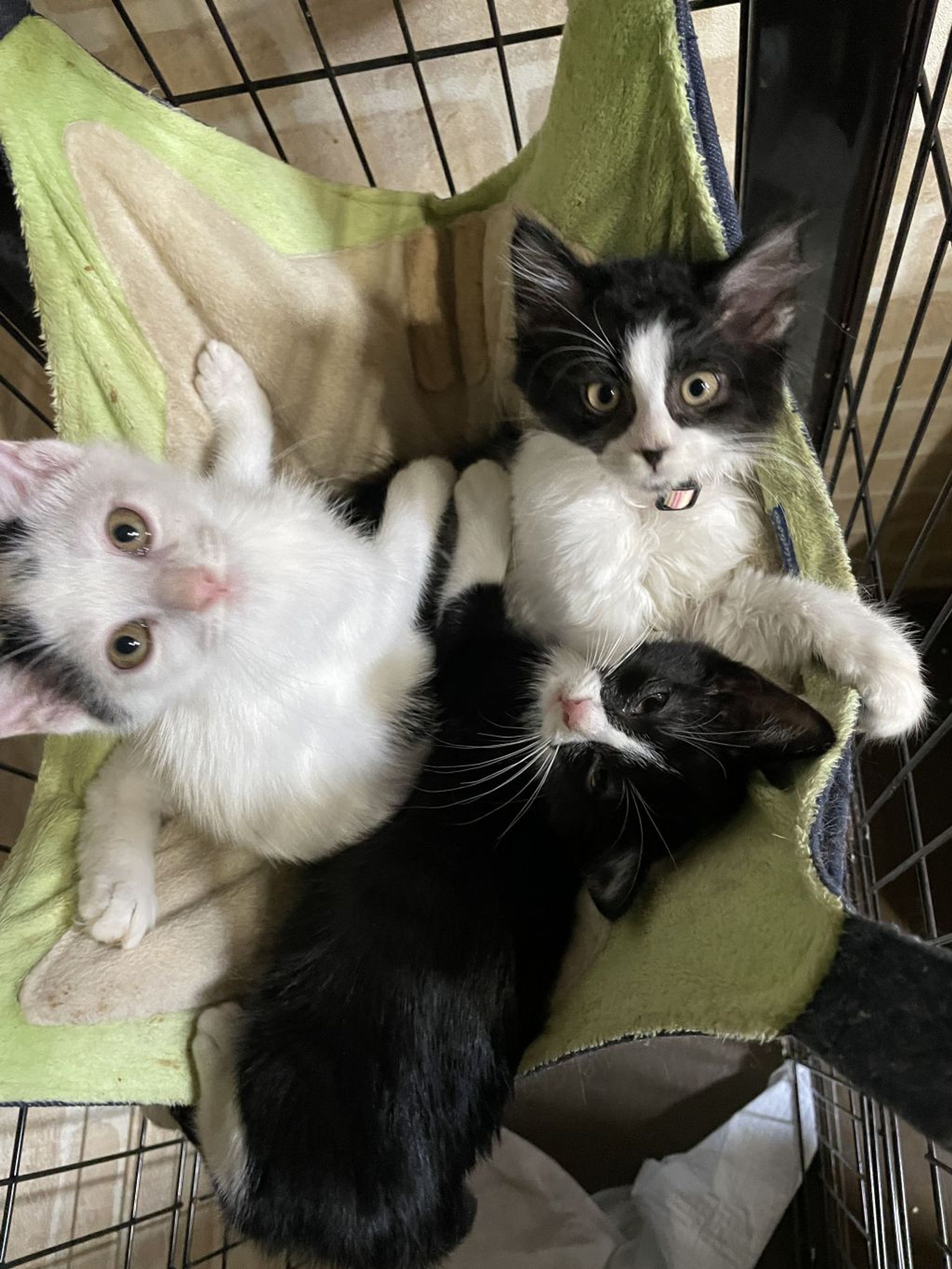 雑種（ミックス猫）・オスの里親募集の写真