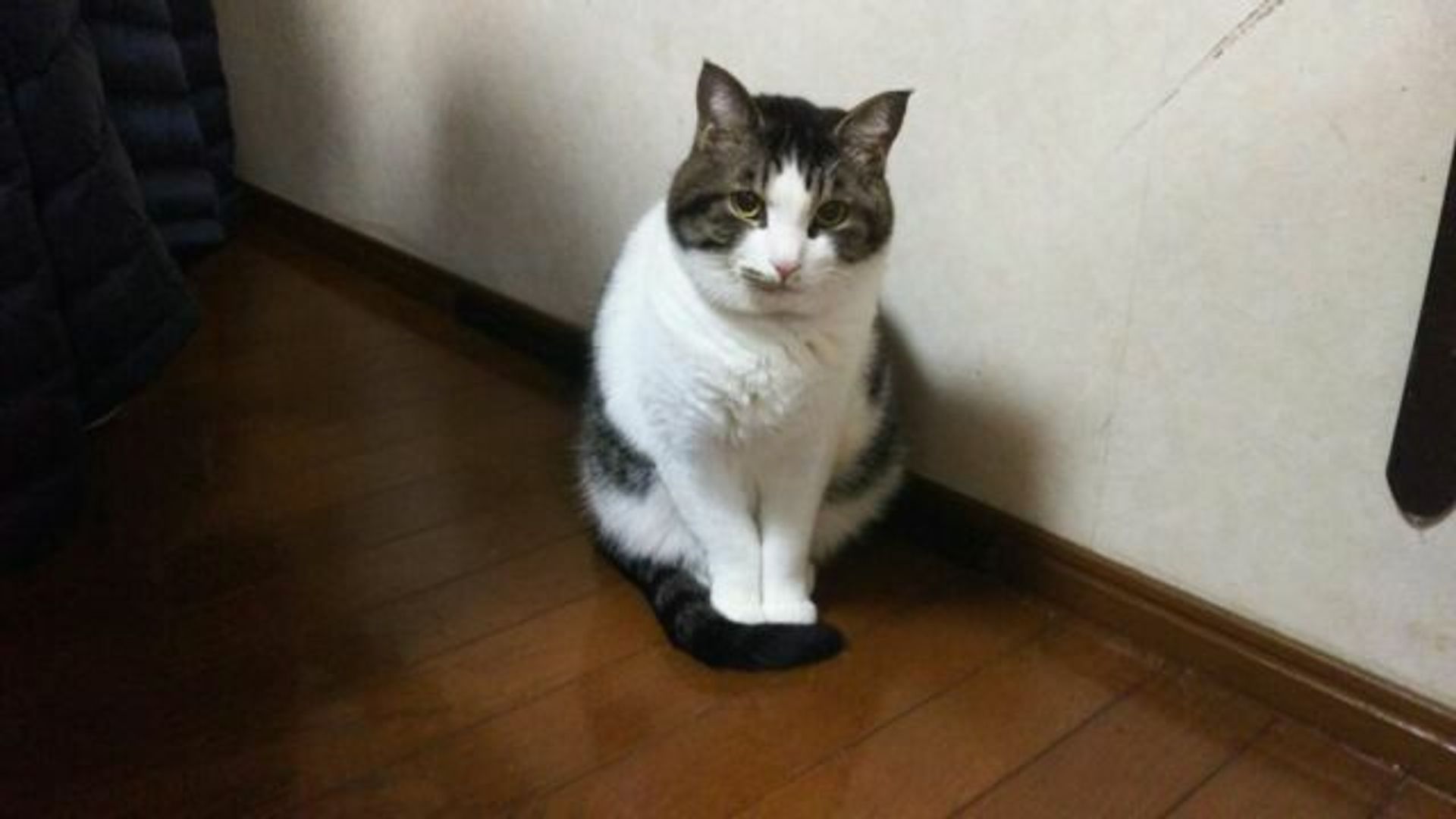 雑種（ミックス猫）・オスの里親募集の写真